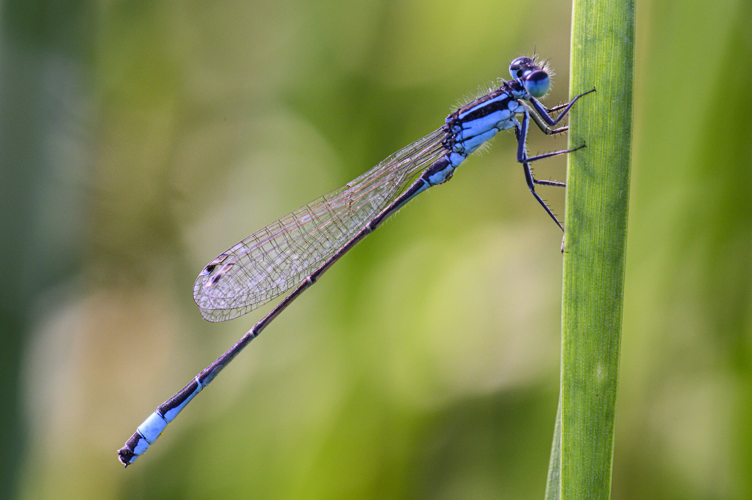 Ischnura elegans (damsel)