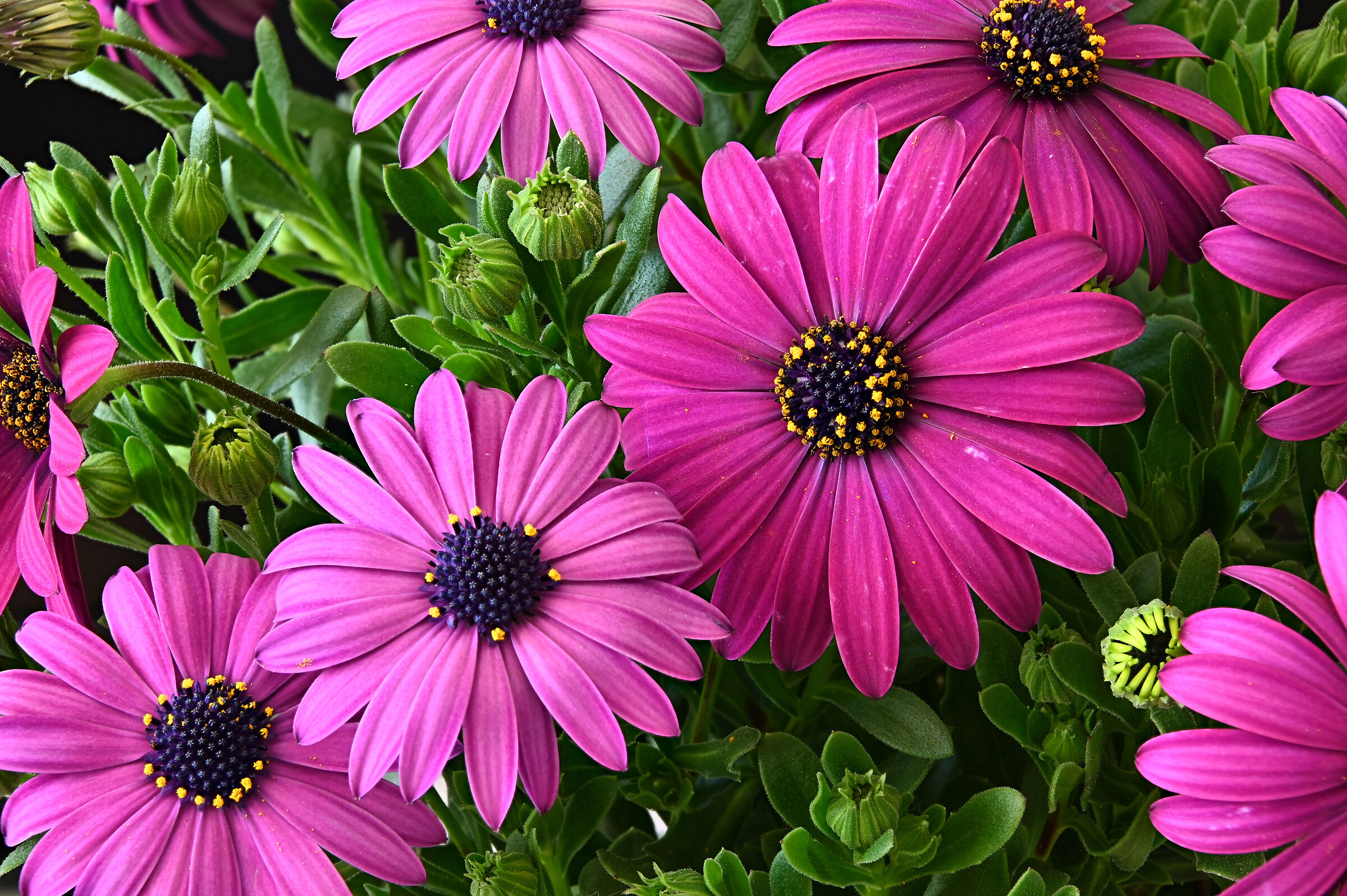 Margaret of the Cape