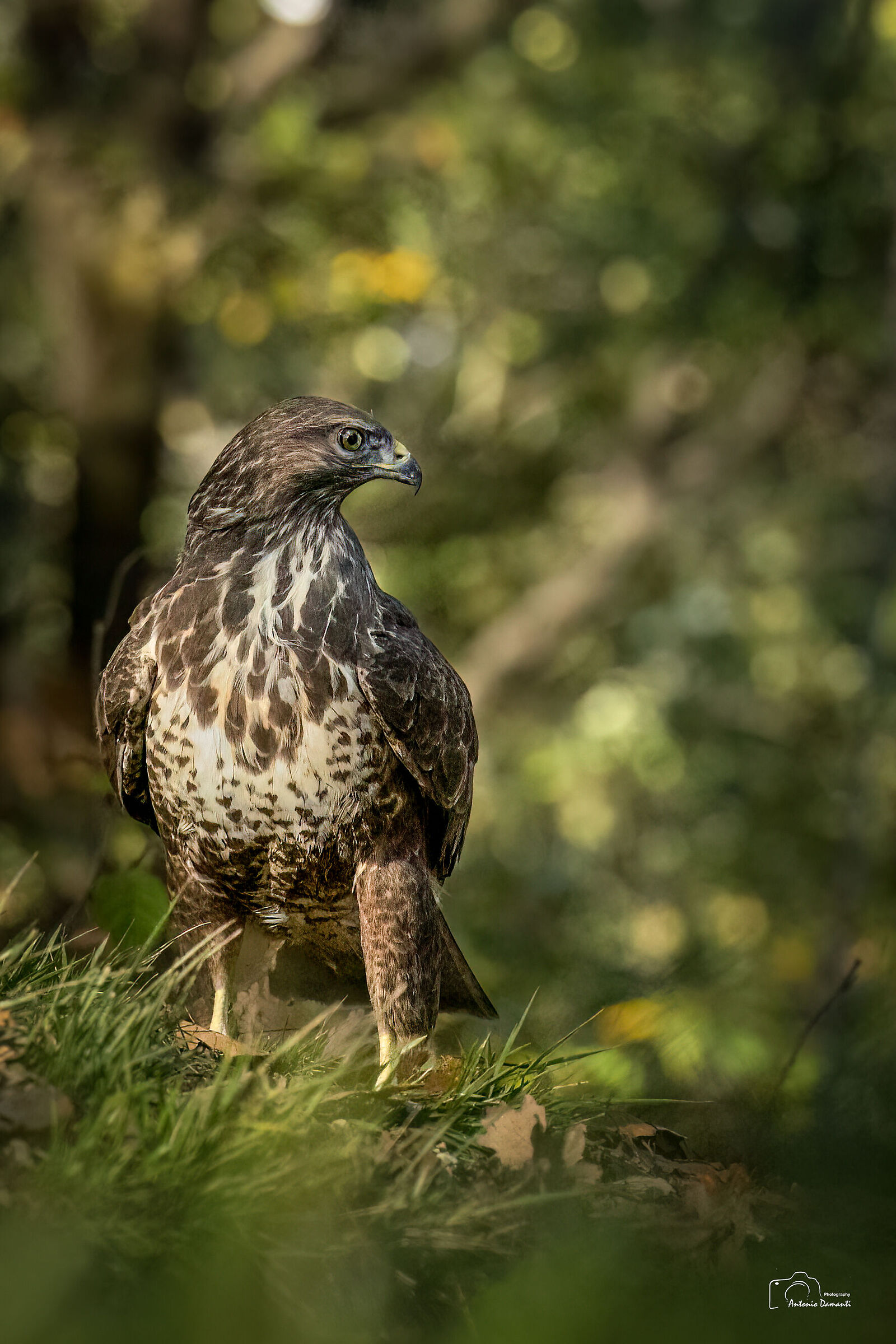 The austerity of the buzzard
