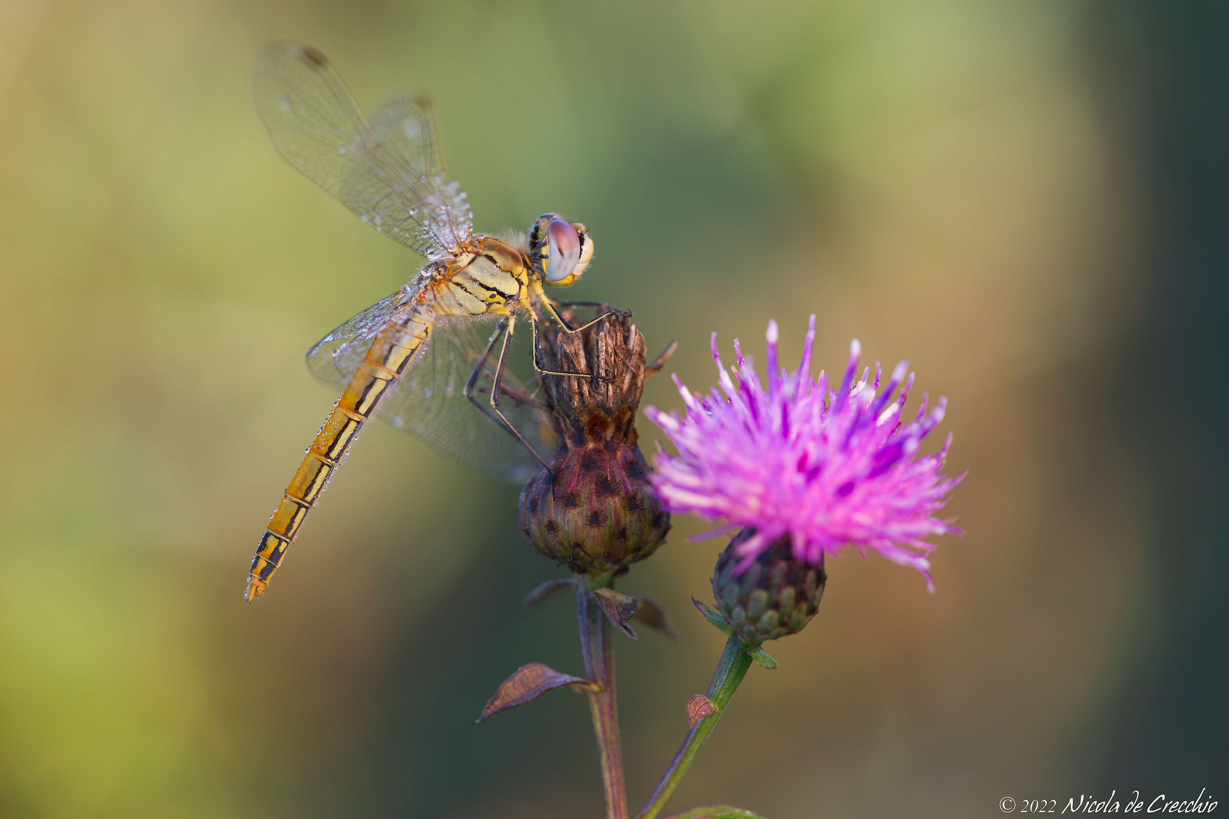 Sympetrum fonscolombii ?