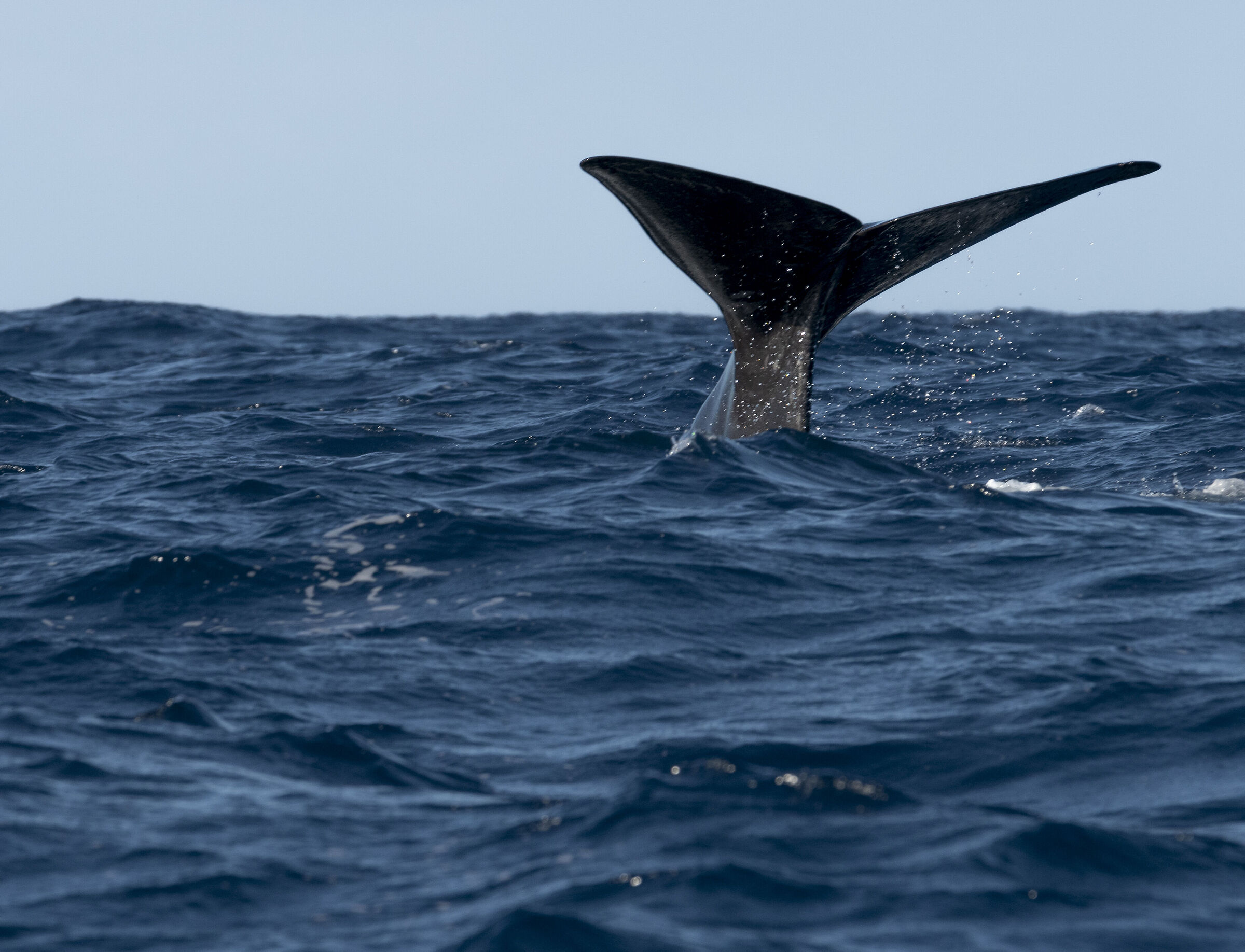 Capidoglio in immersion