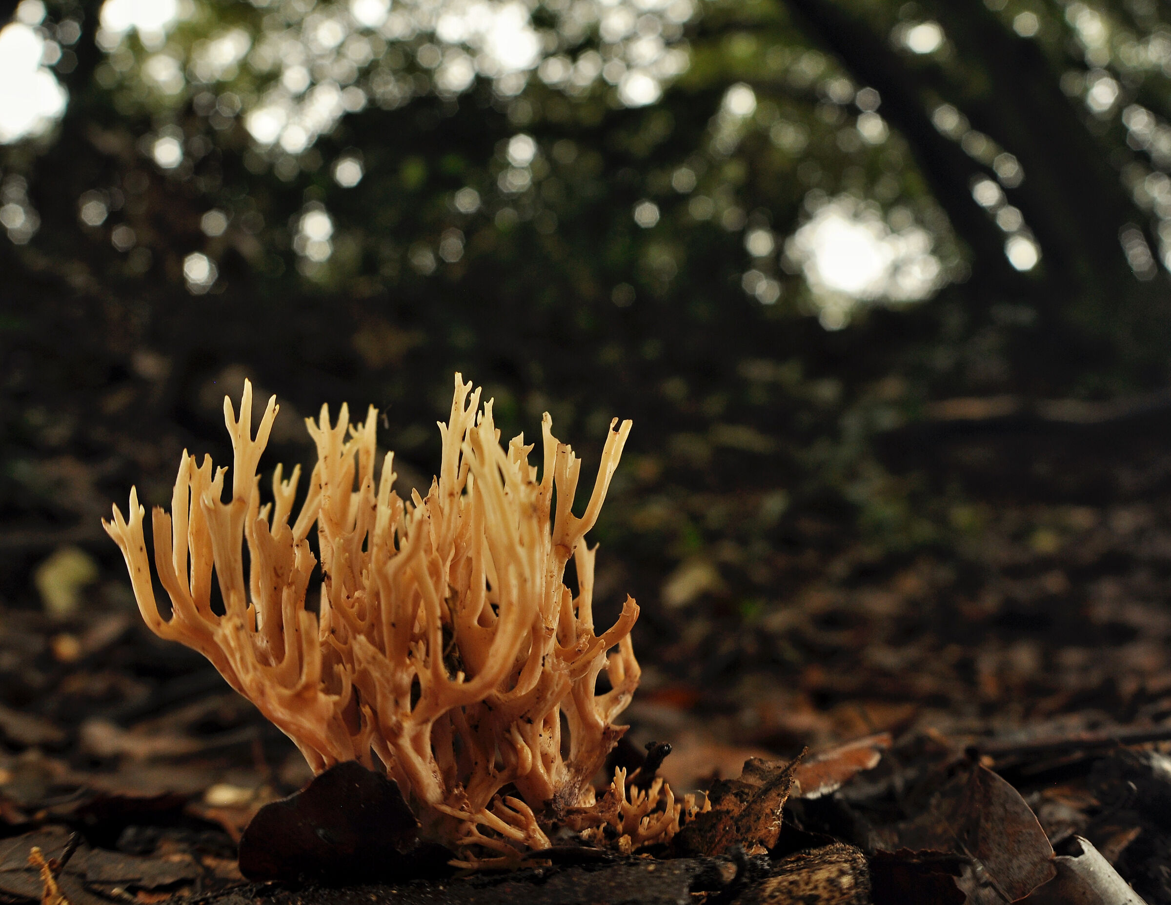 Ramaria sp.