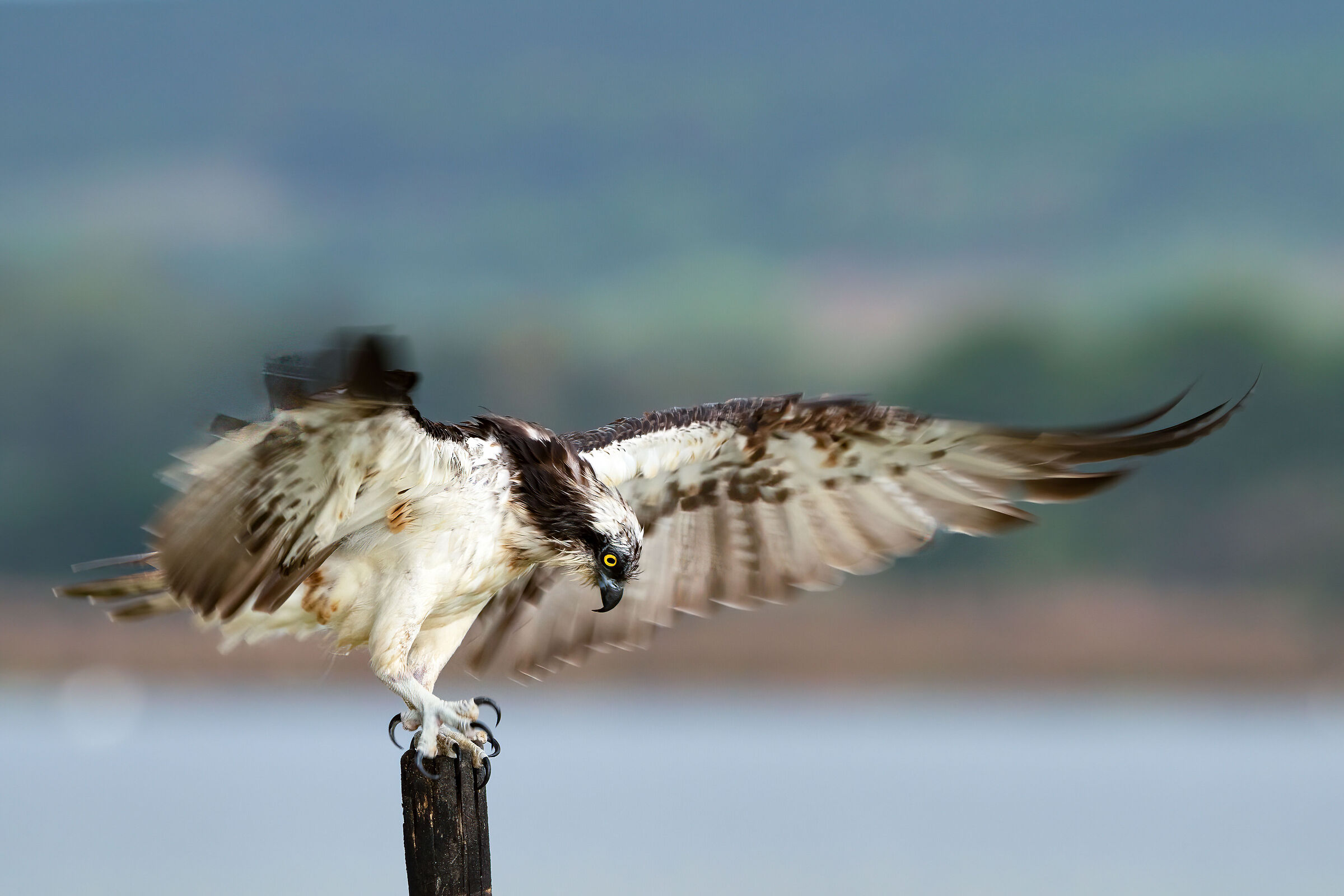 Falco pescatore - low speed