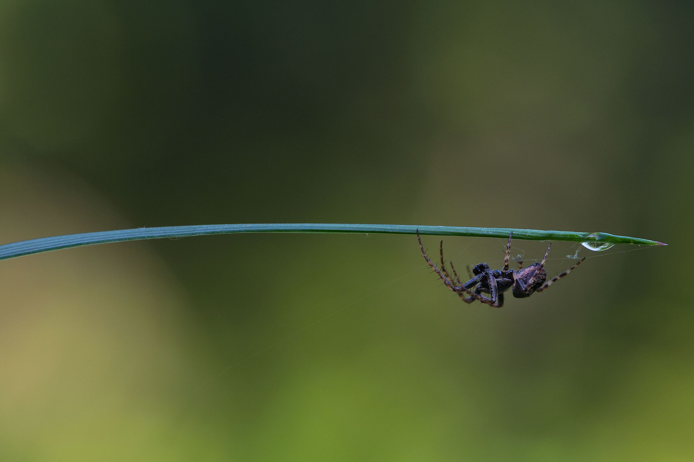 il ragno e la goccia