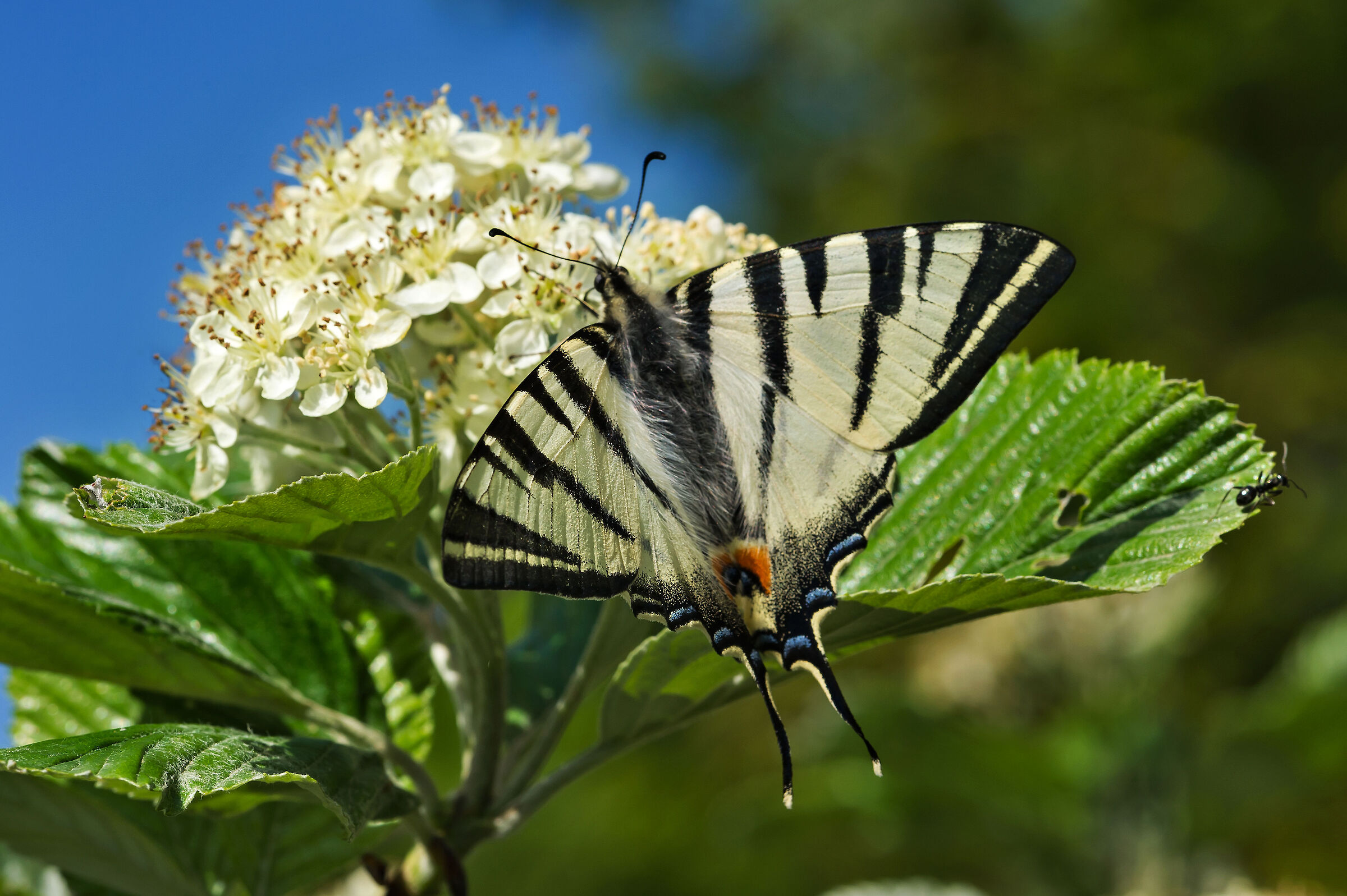 Iphiclides podalirius