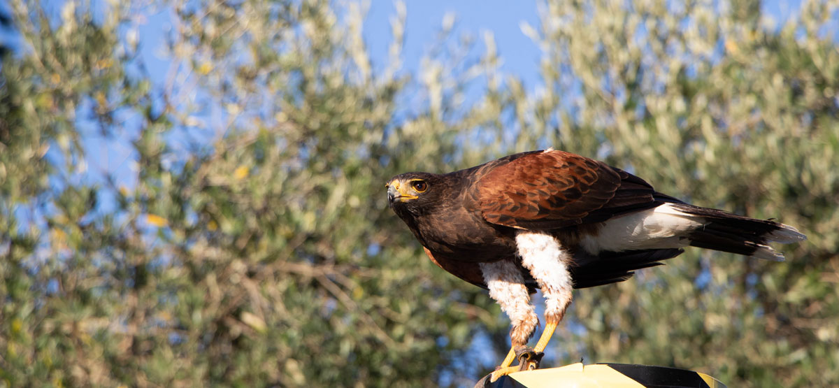 Falco di Harris