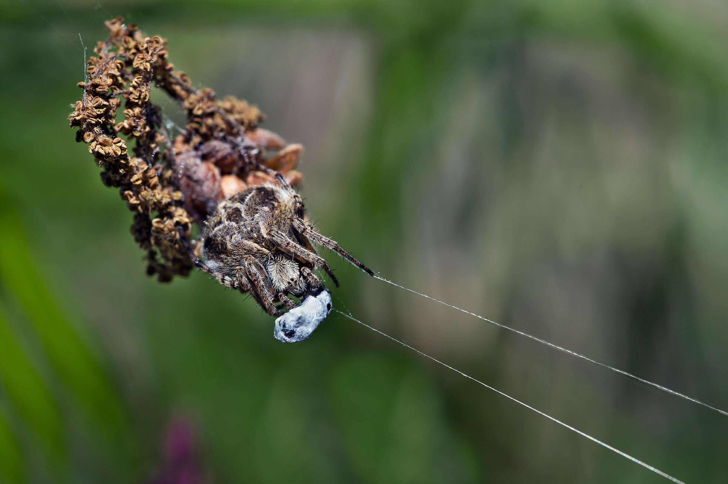 Agalenatea redii con preda