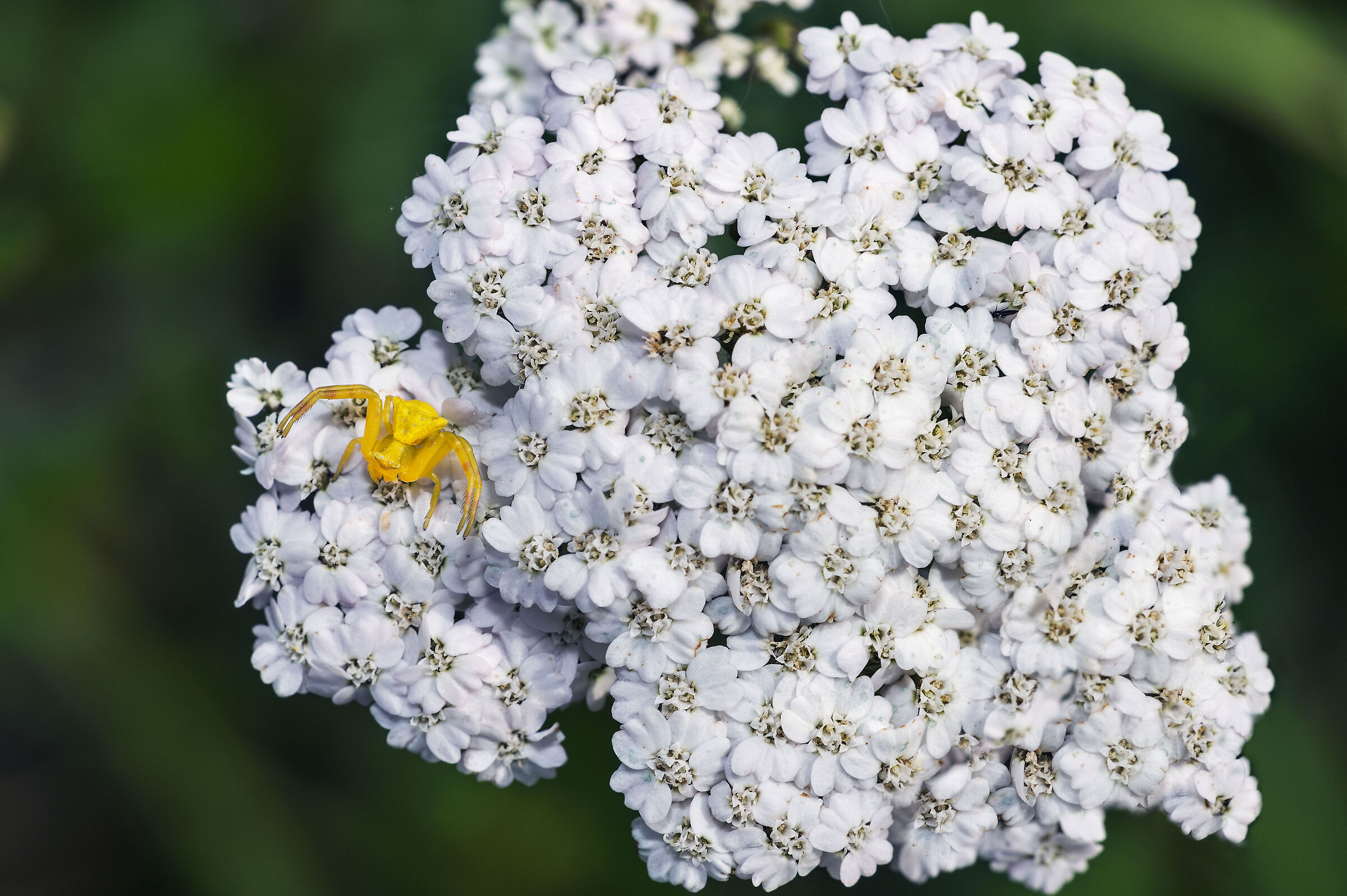 Thomisus onustus su ombrellifera