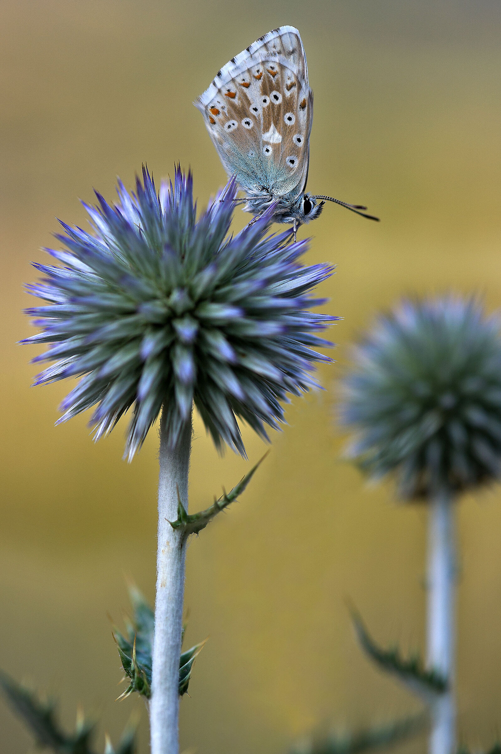 Polyommatus coridon