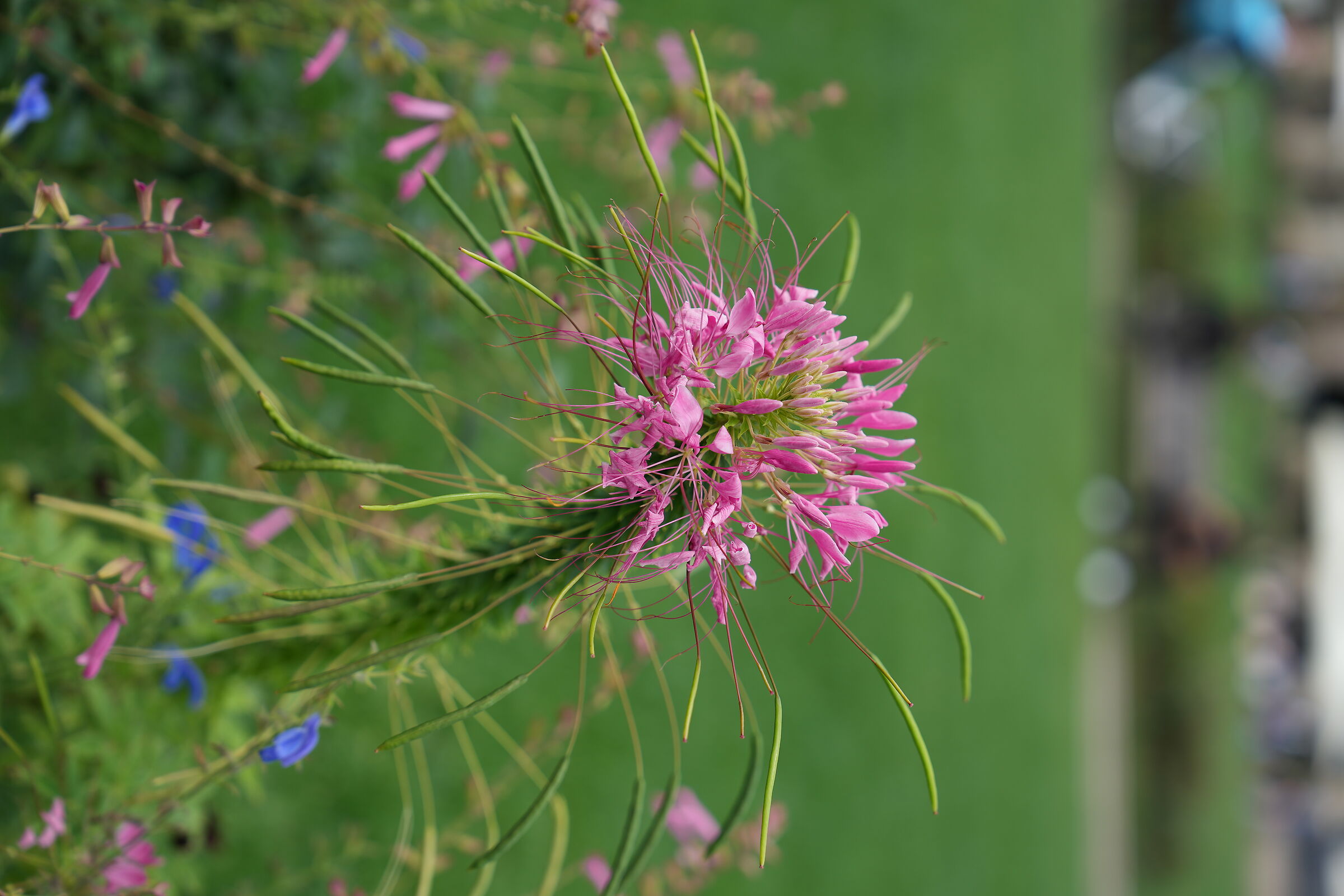 Cleome spinosa