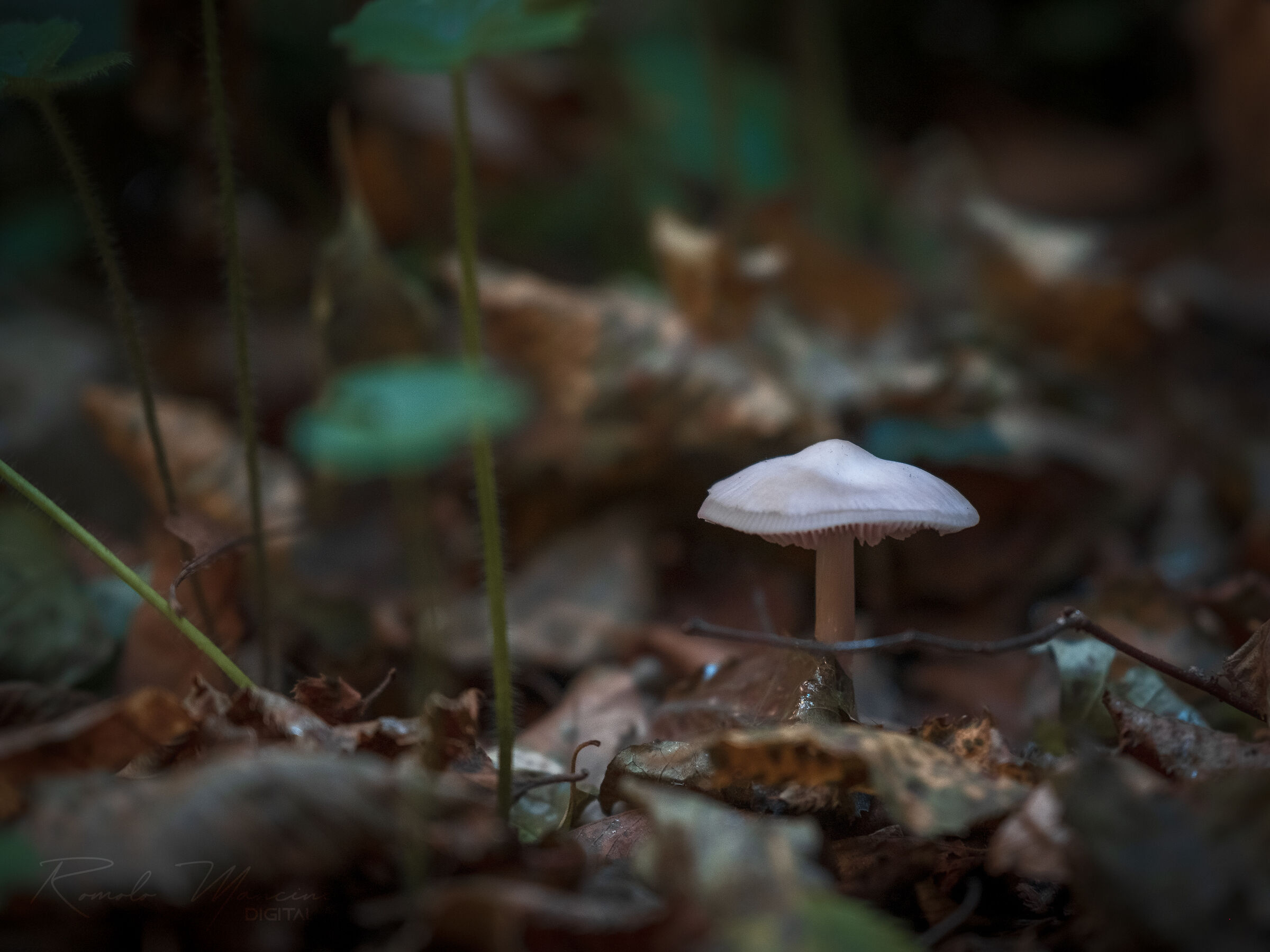 Mushroom