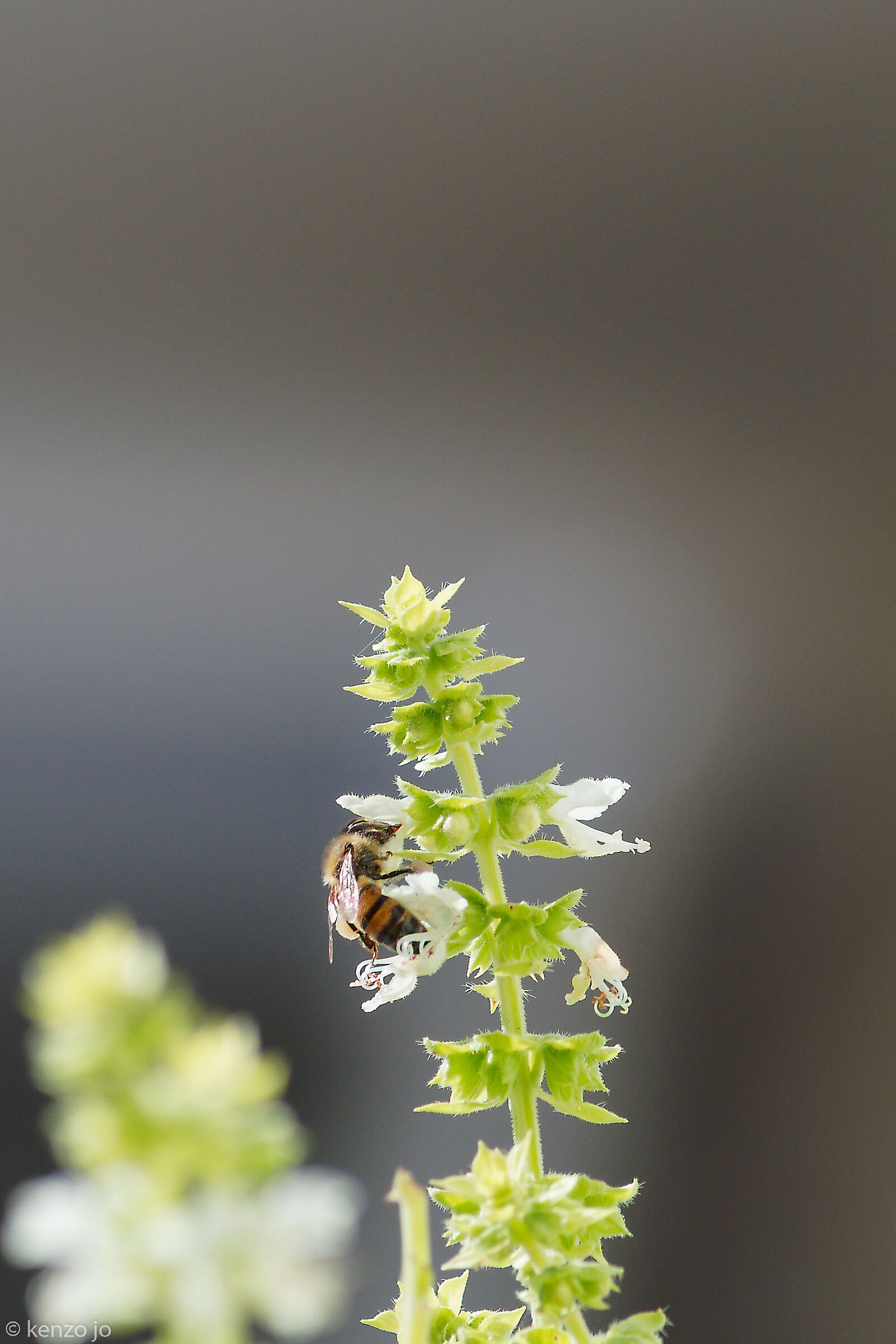 Basil flowers