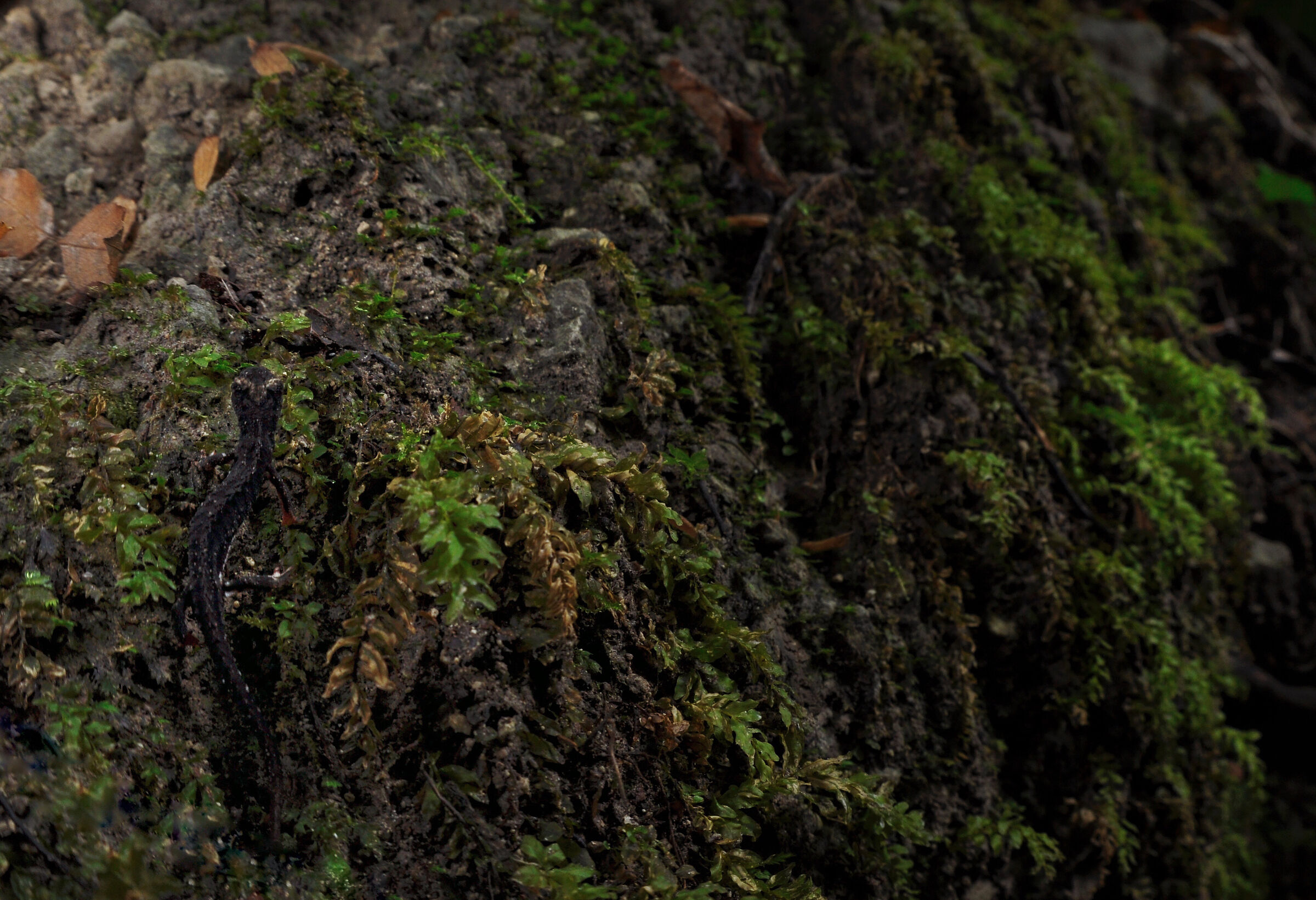 Salamandrina perspicillata