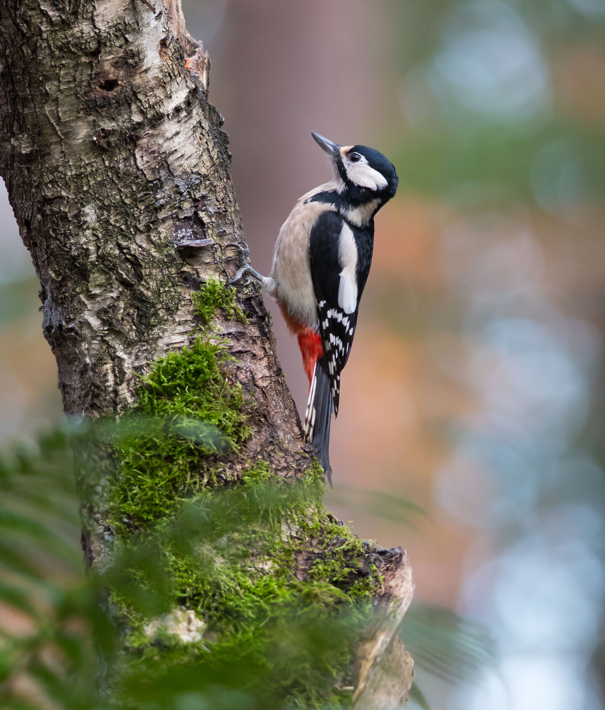 Picchio rosso maggiore