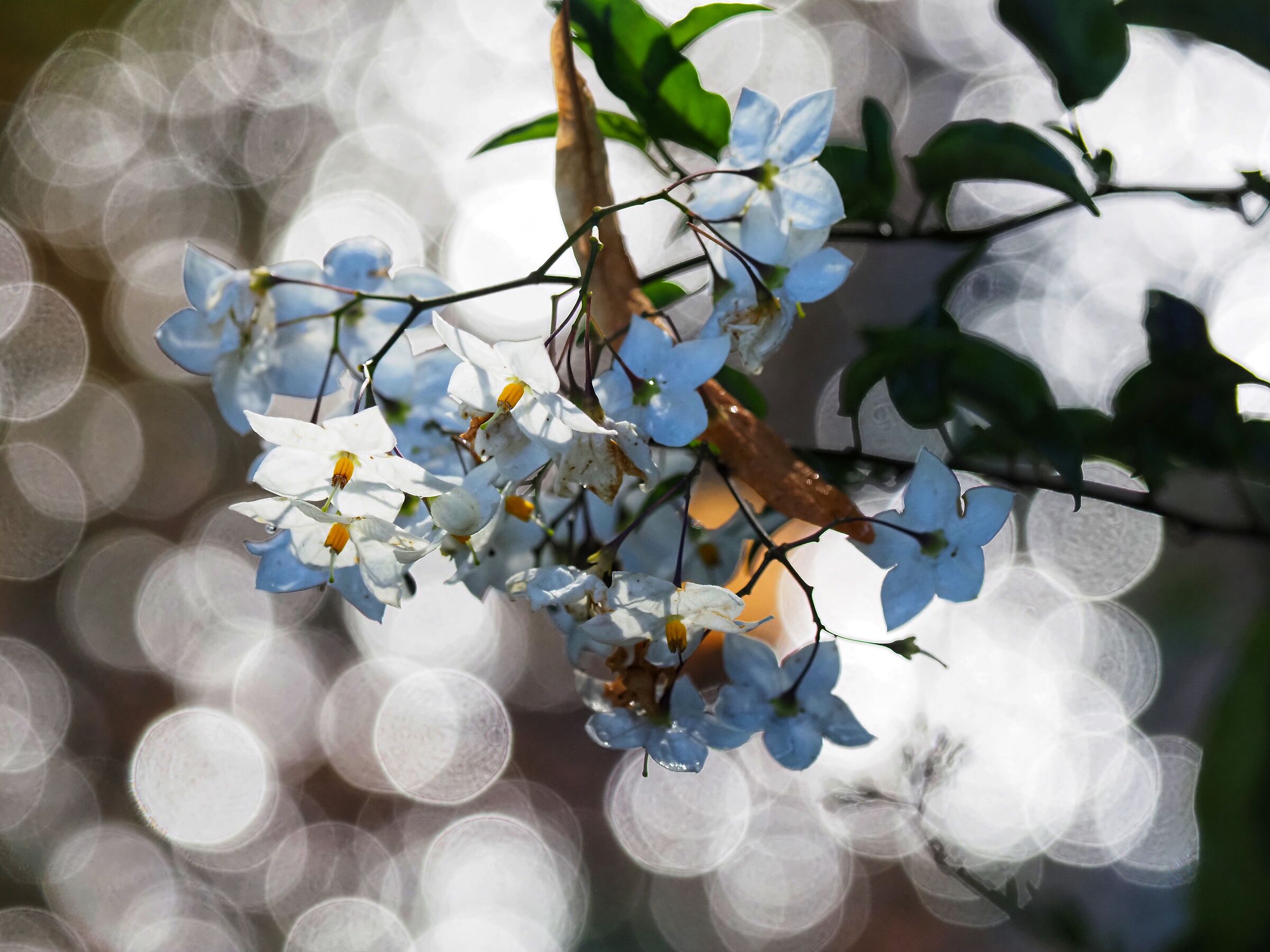 Flowers on the water