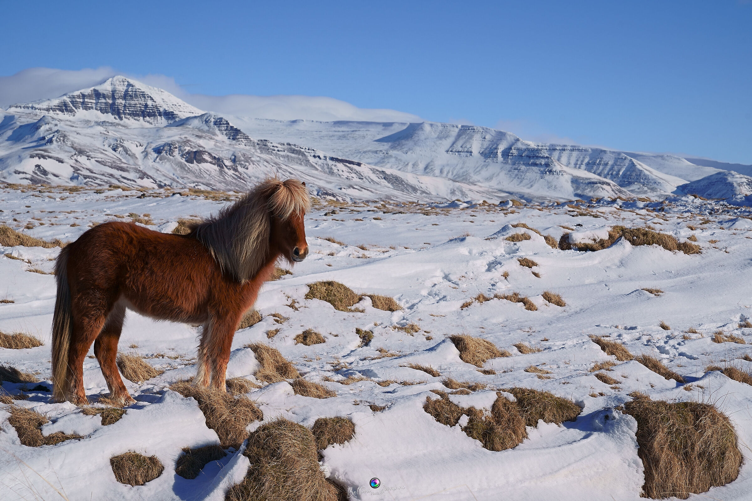 Icelandic Horse