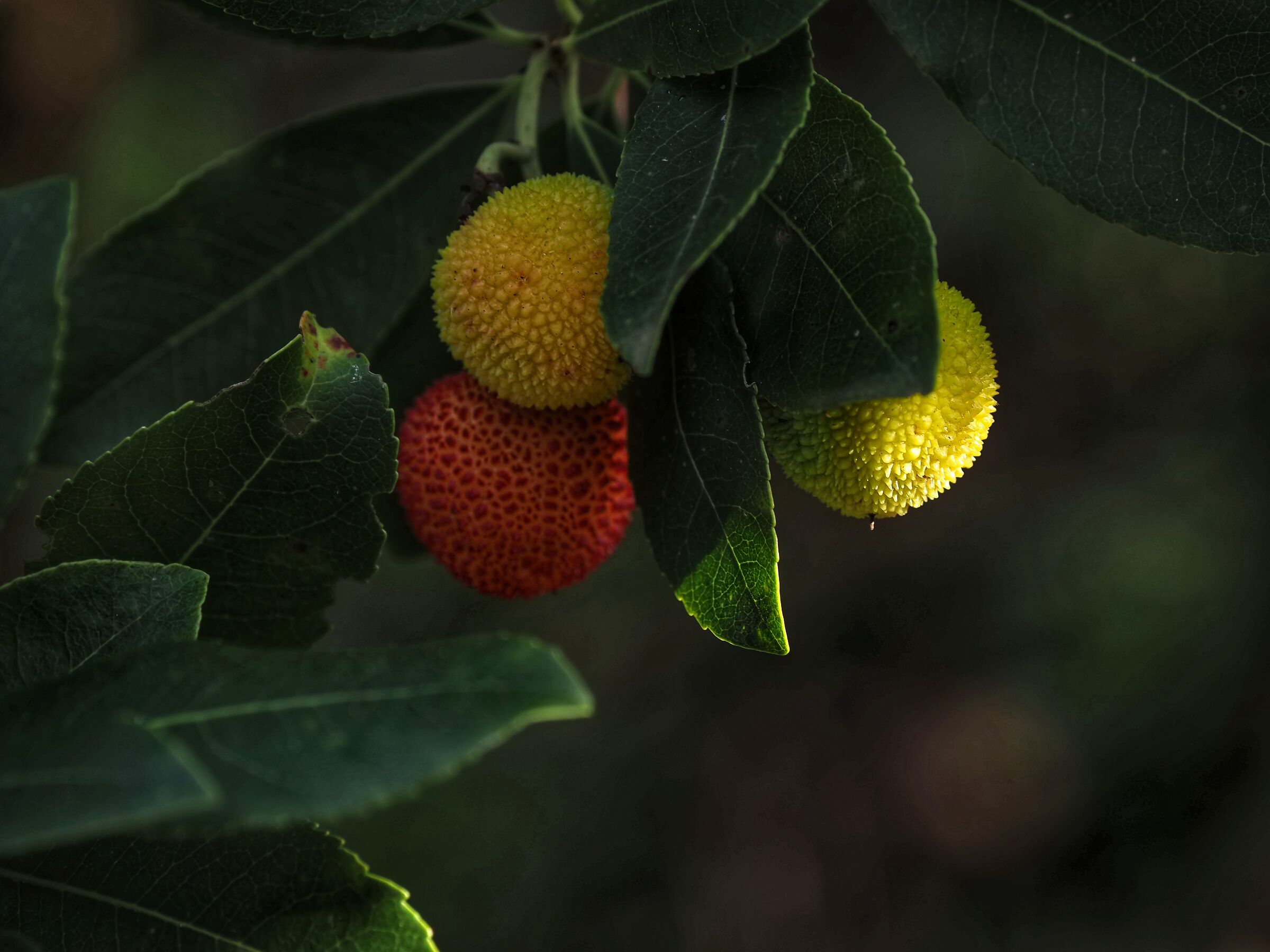 Strawberry tree