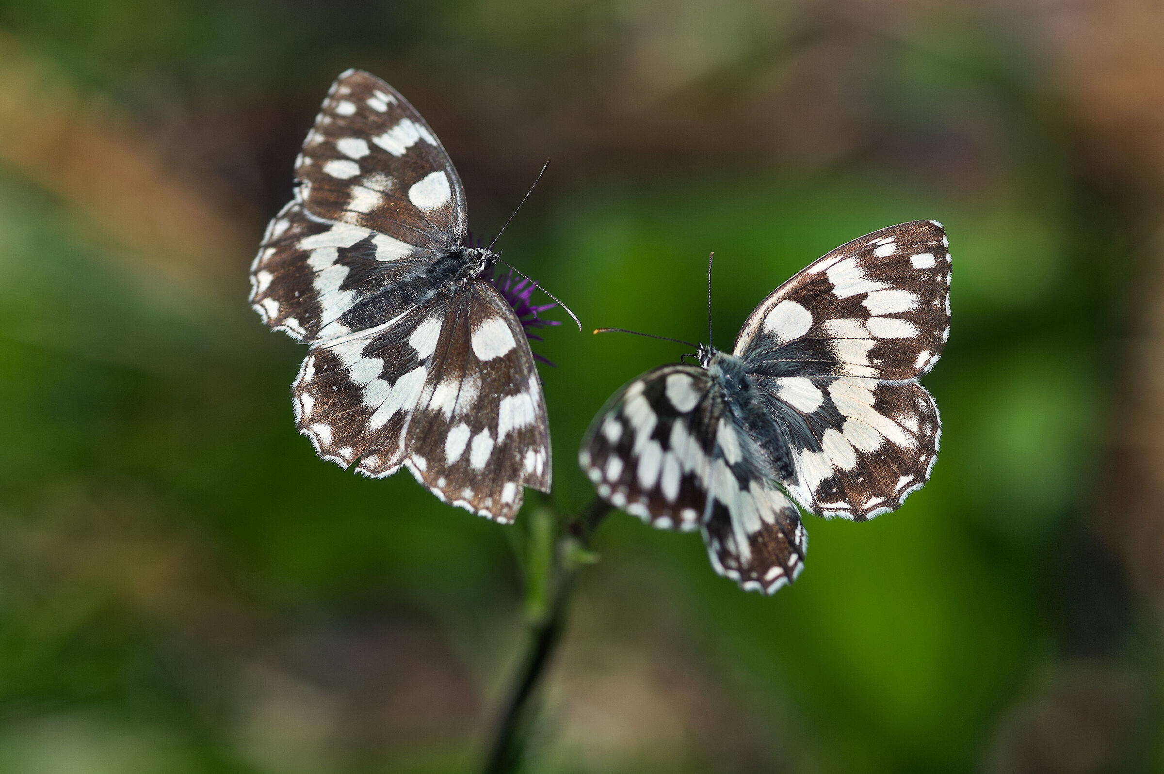 coppia di Melanargia galathea