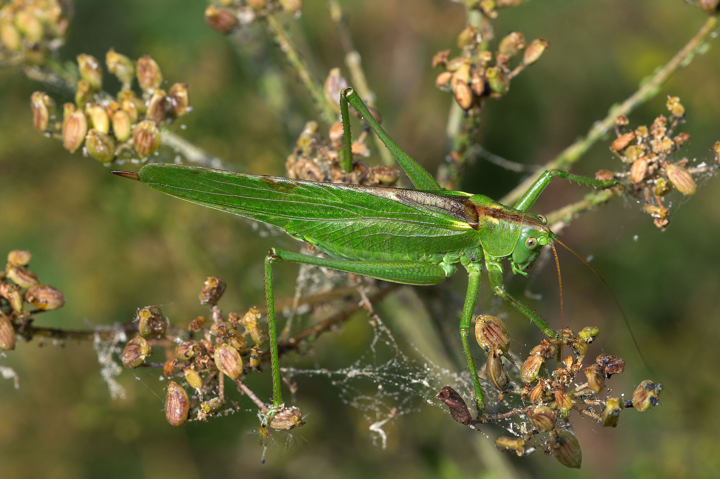 Tettigonia viridissima