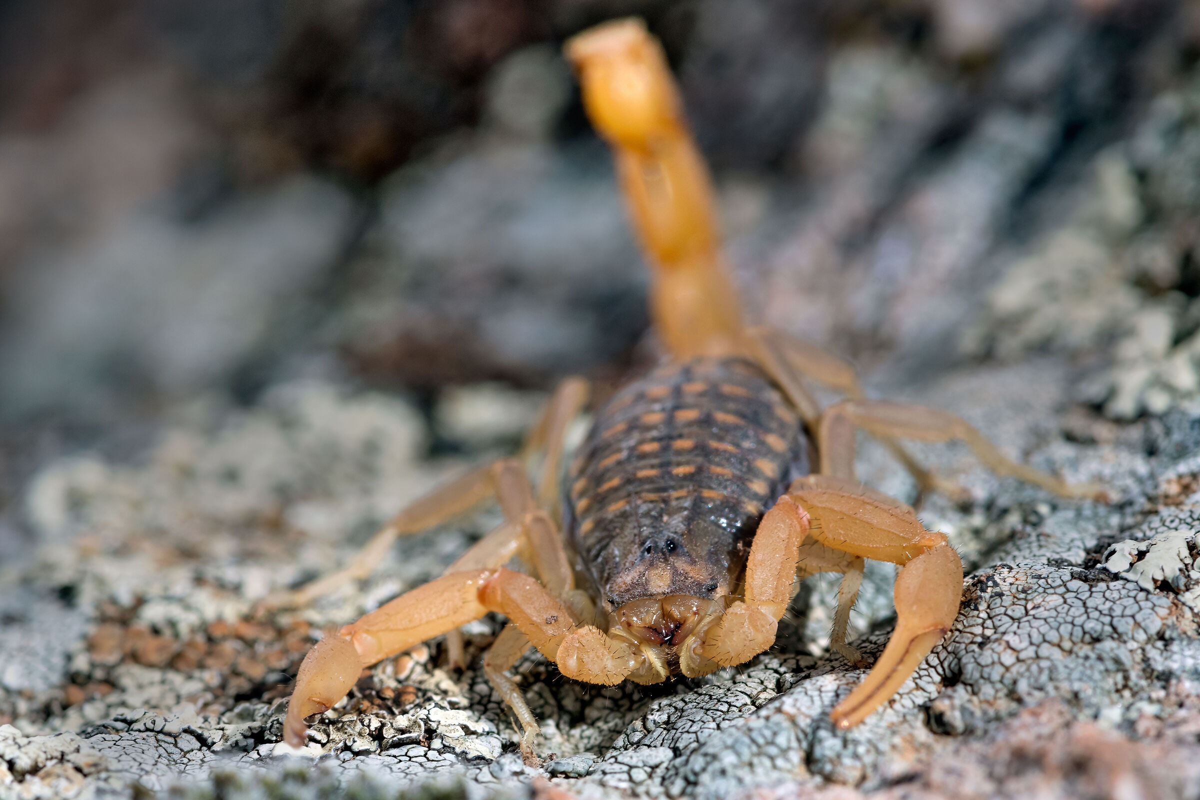 Aegeobuthus gibbosus