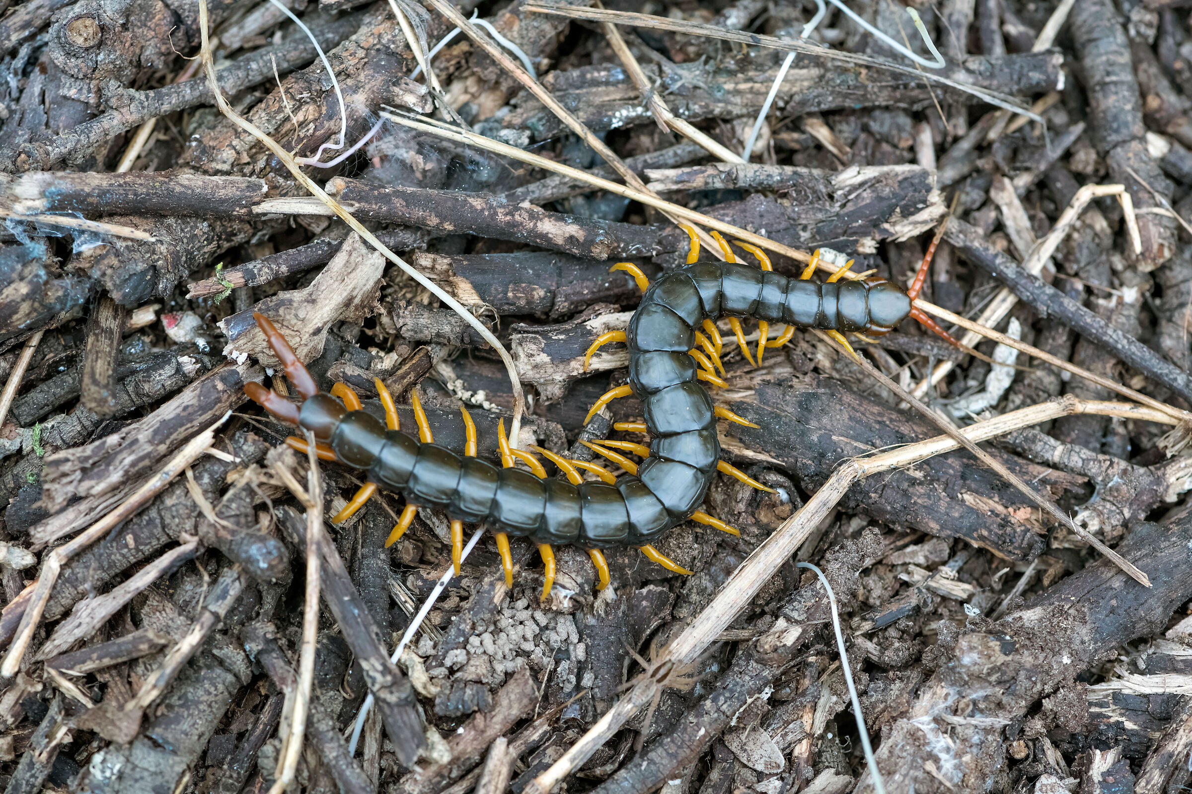 Scolopendra cingulata