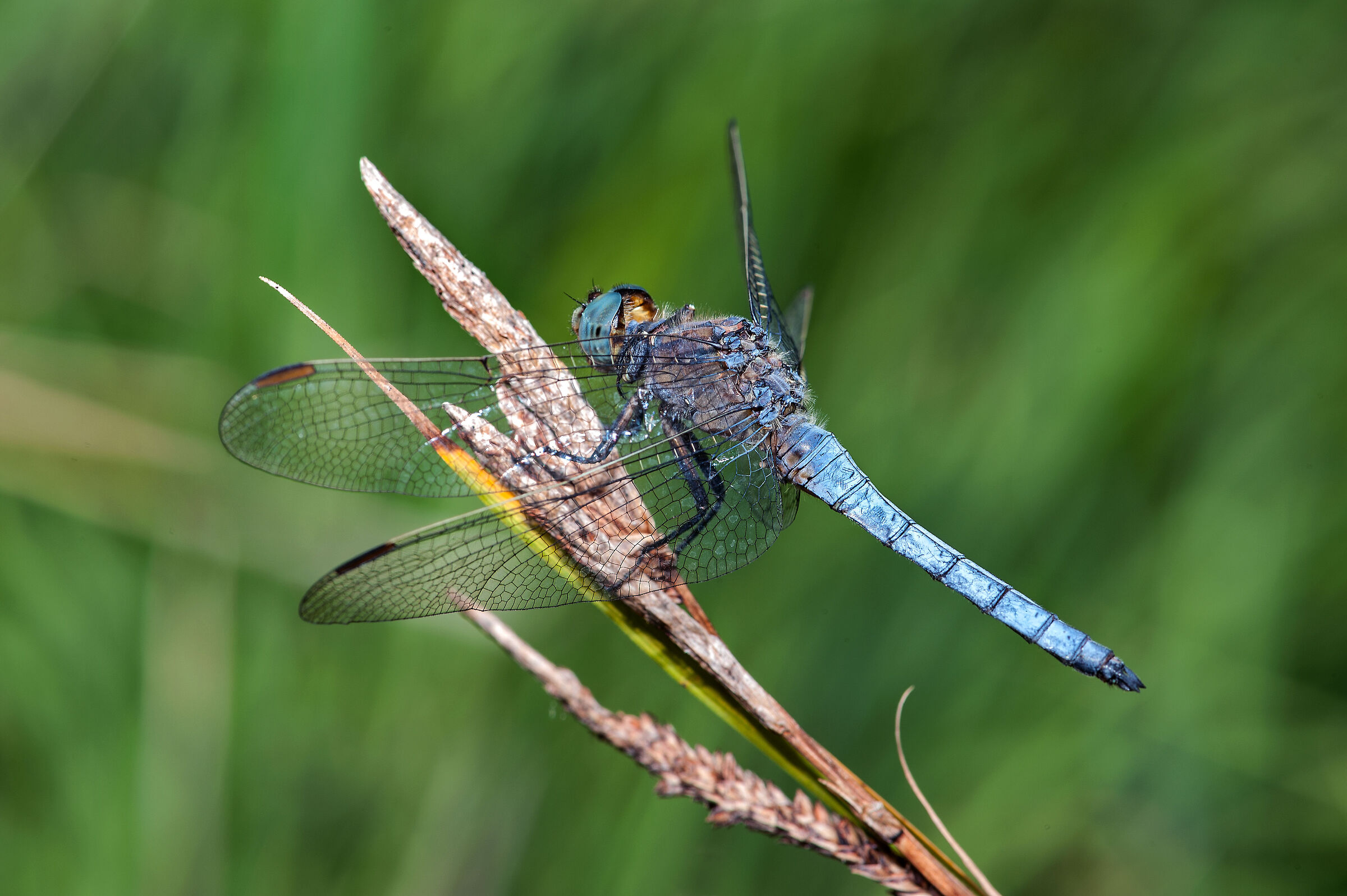 Orthetrum coerulescens