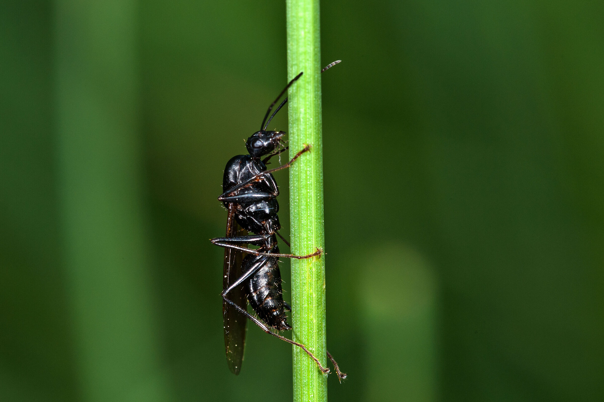 Camponotus sp.