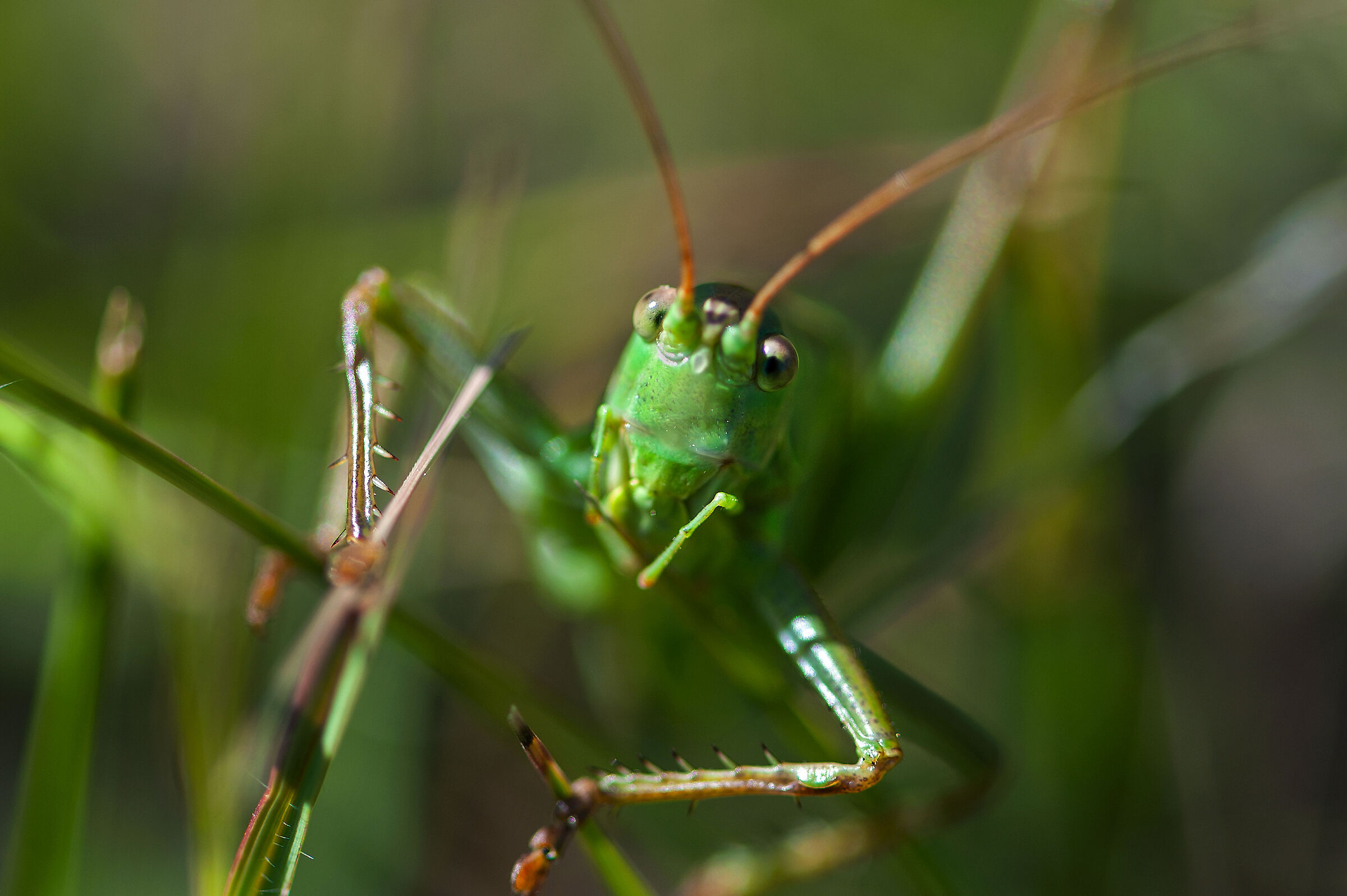 Tettigonia viridissima