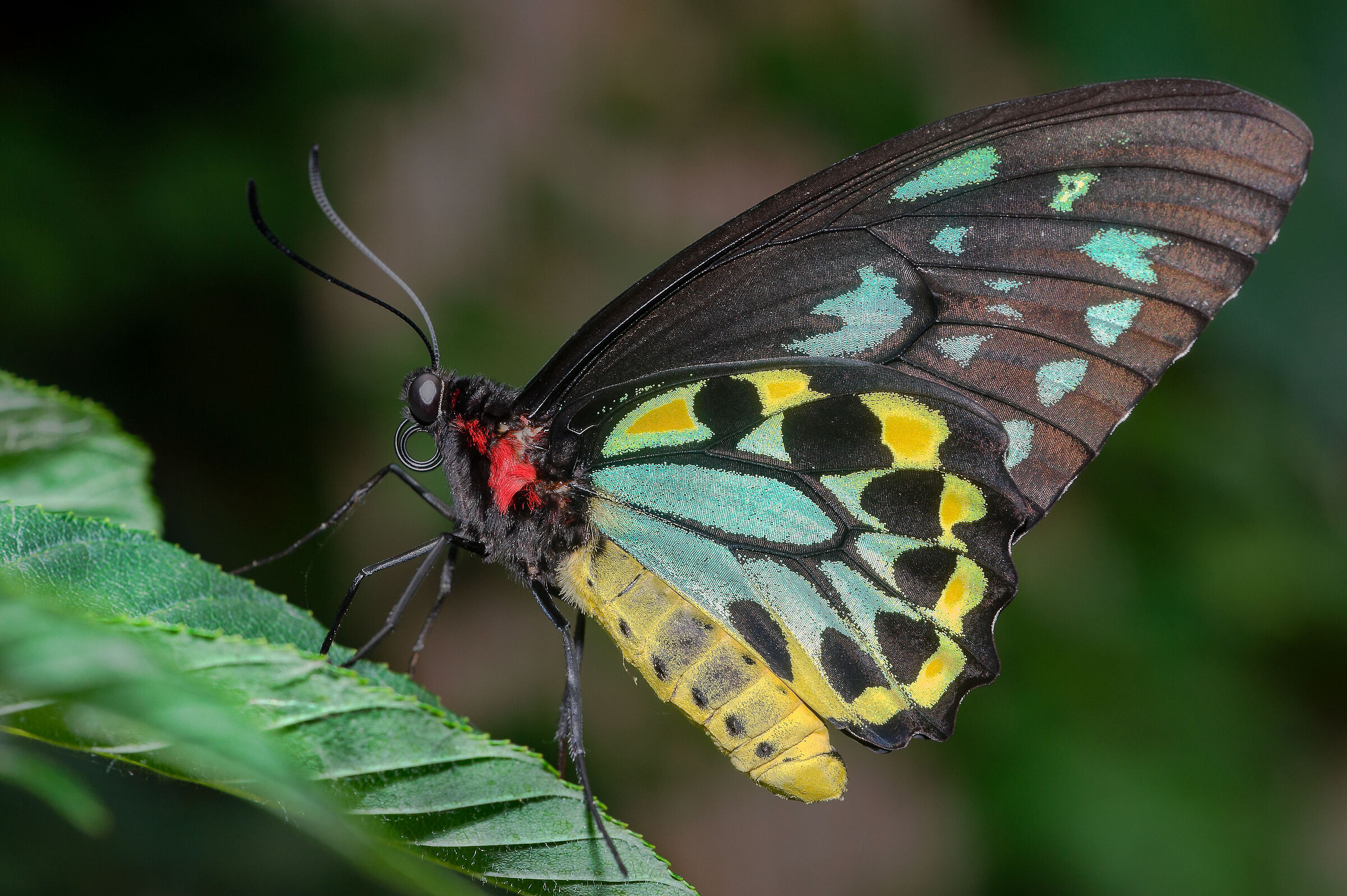 Ornithoptera priamus