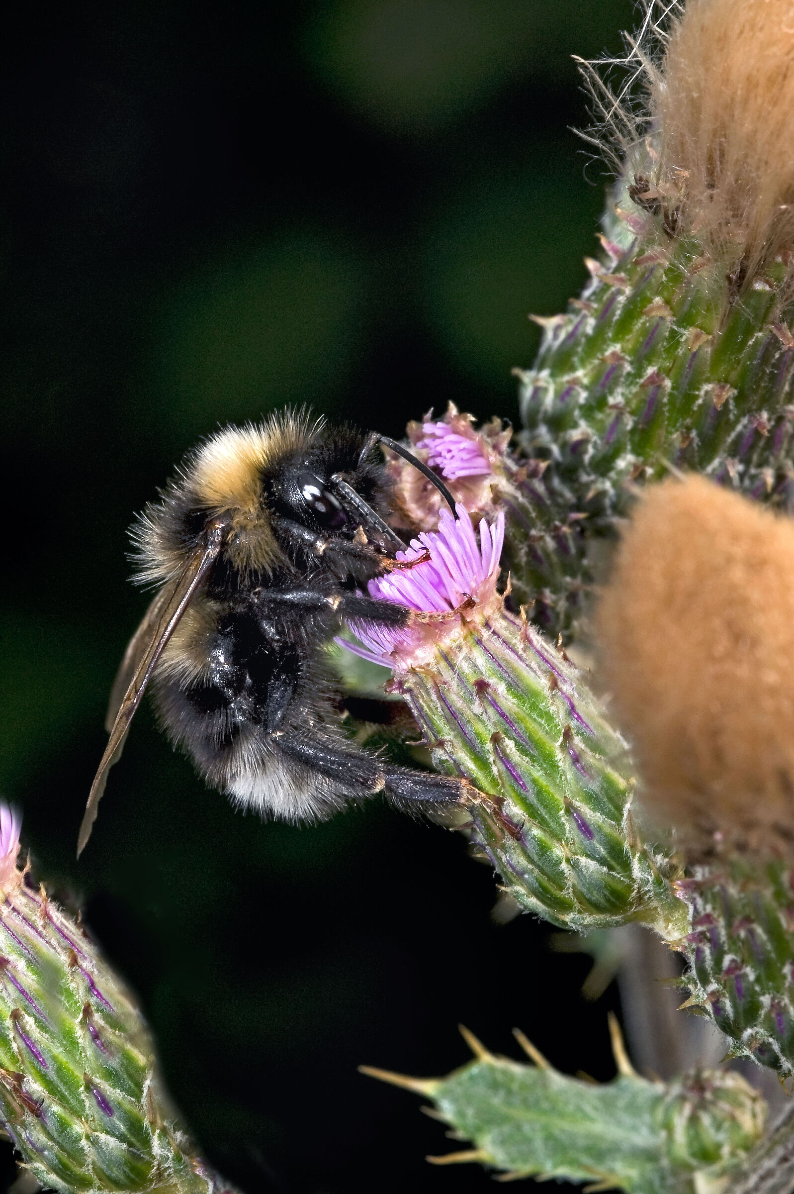 Bombus lucorum