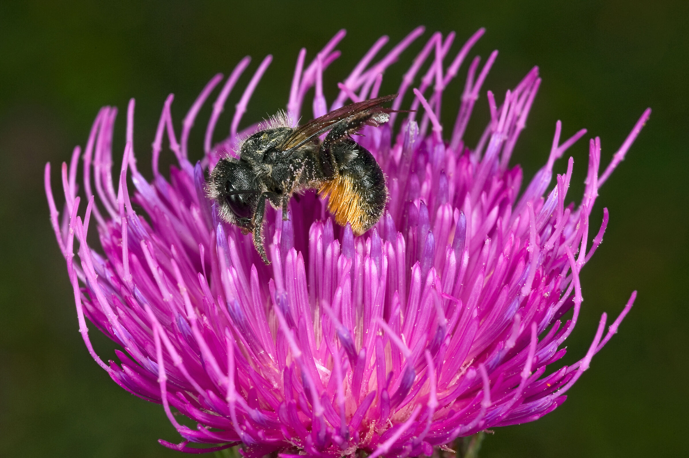femmina di Megachile sp.