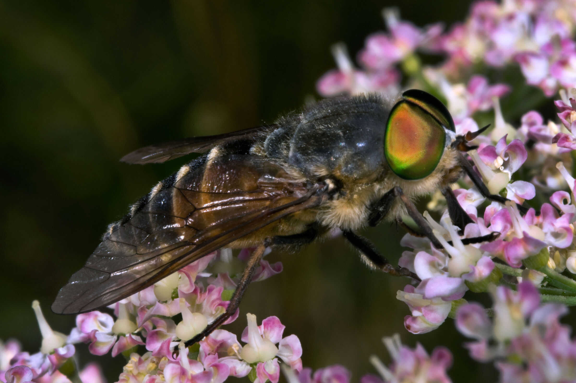 Dittero Volucella