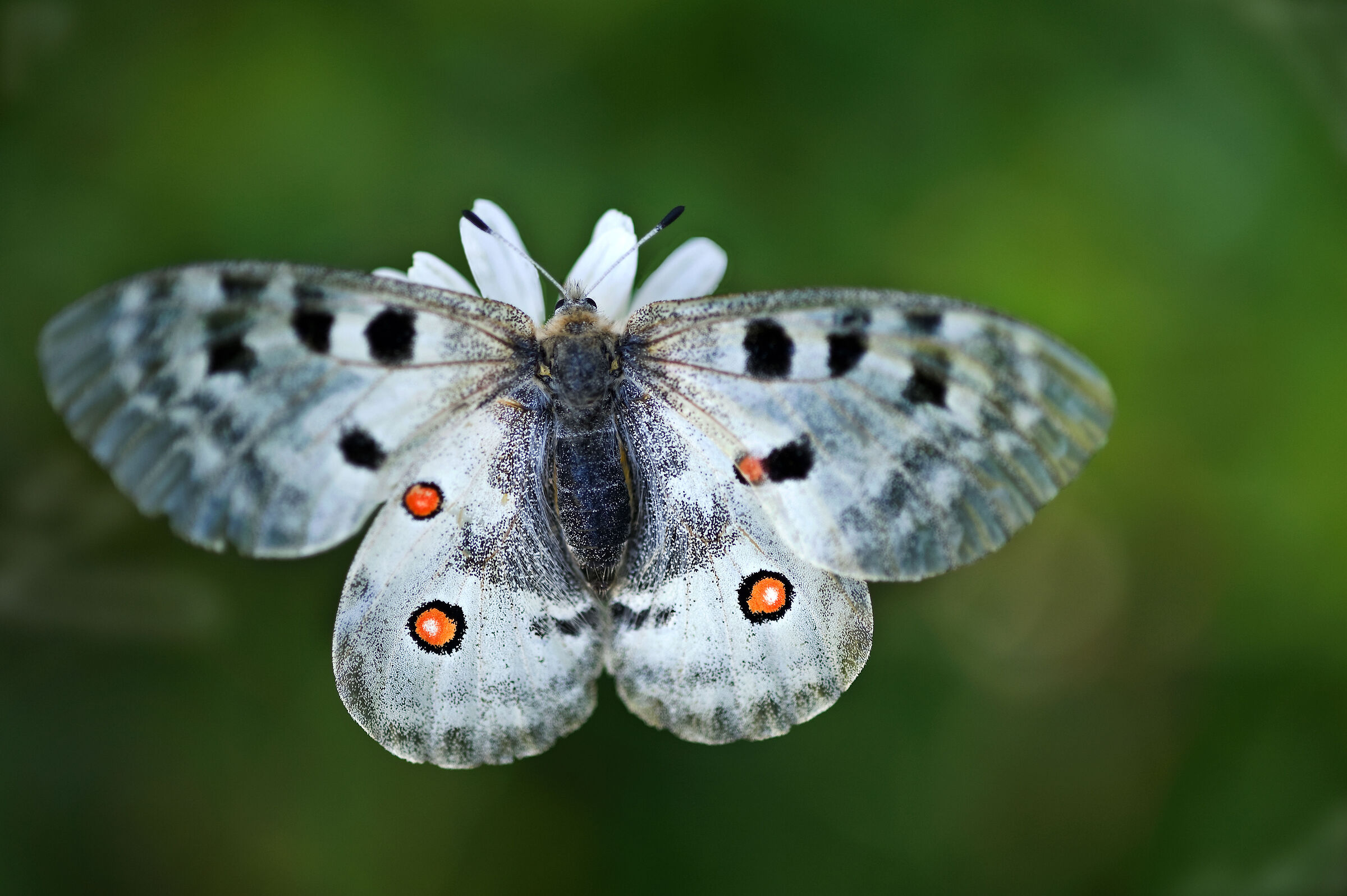 Parnassius apollo