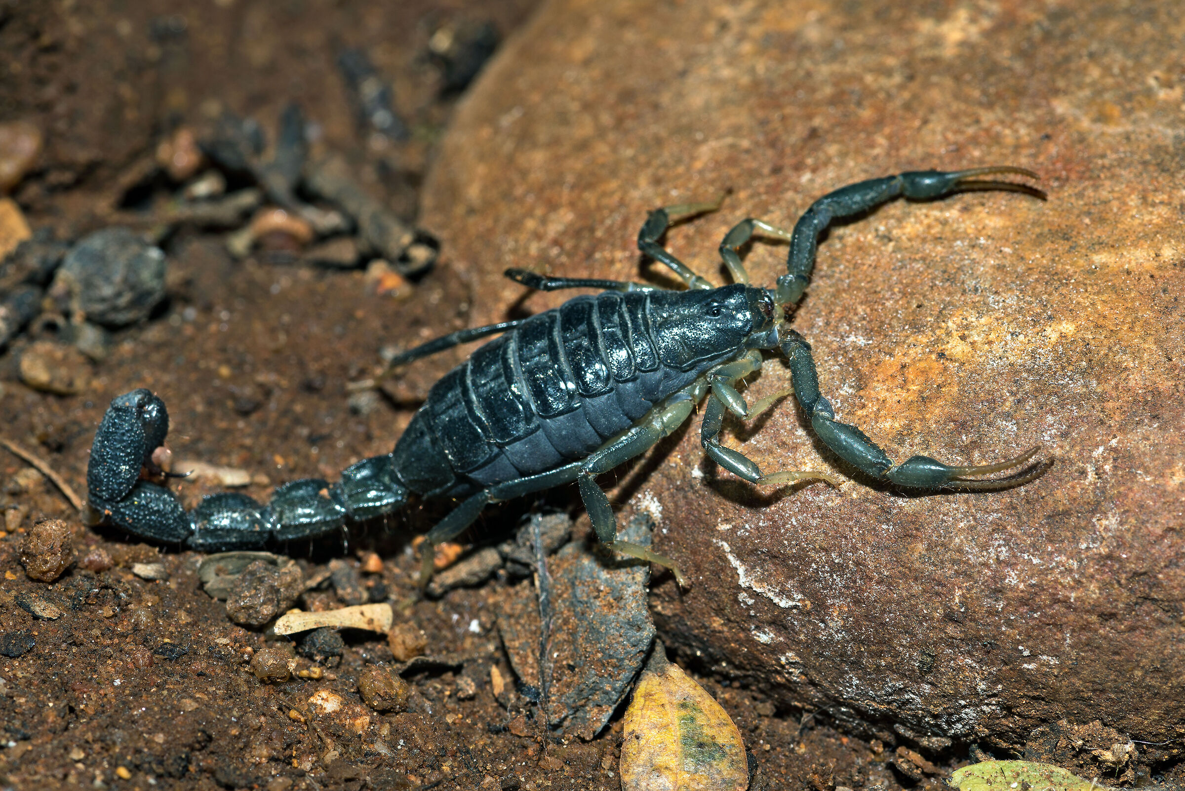 Uroplectes olivaceus