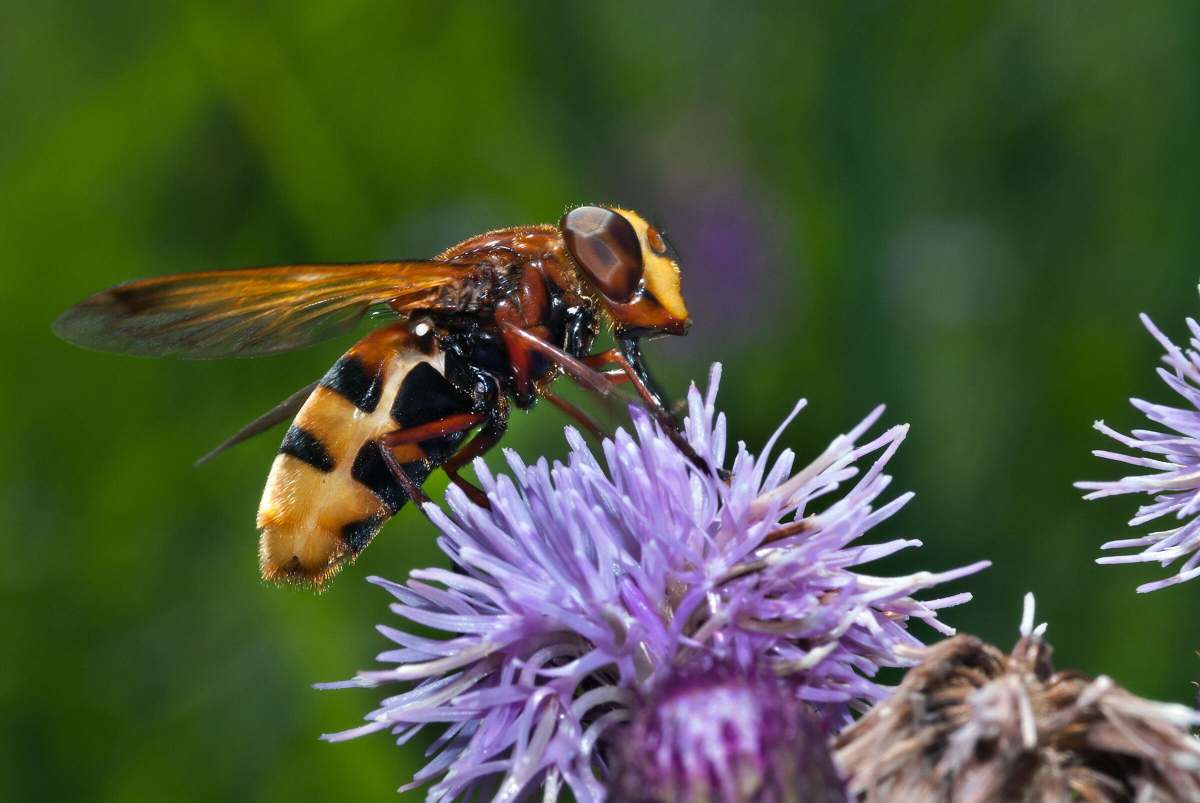 Dittero Volucella