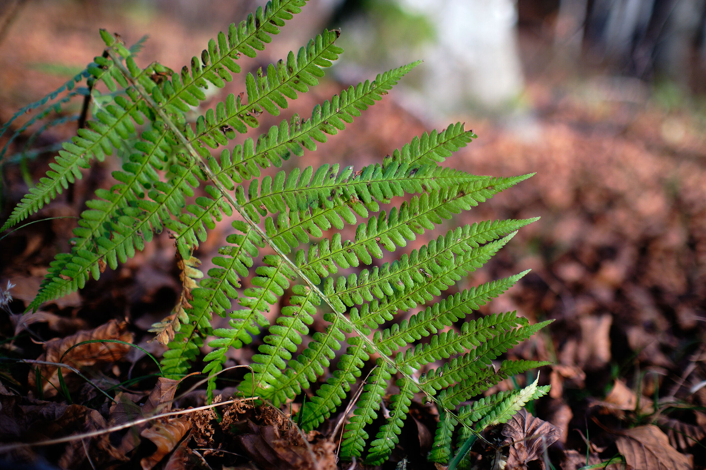 Mountain fern