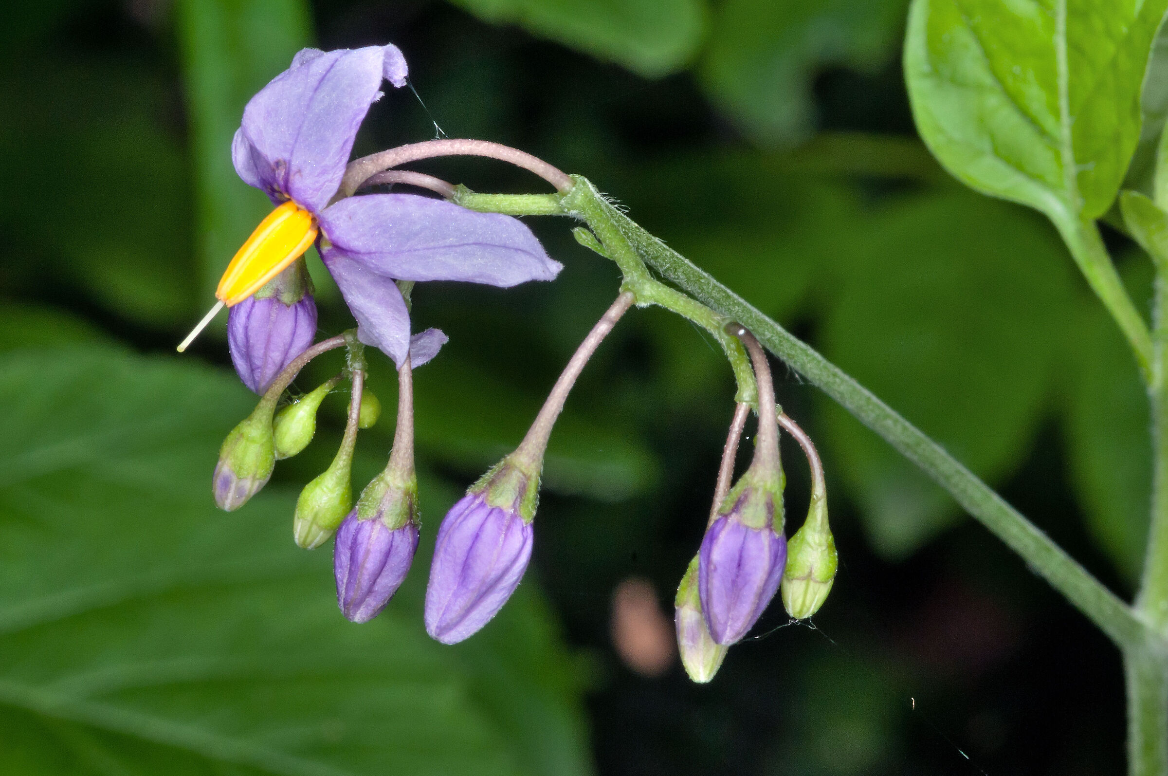 Solanum dulcamara