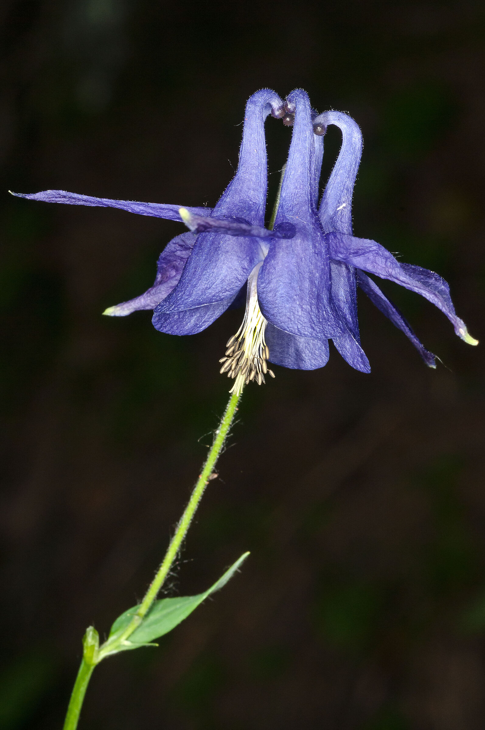 Aquilegia
