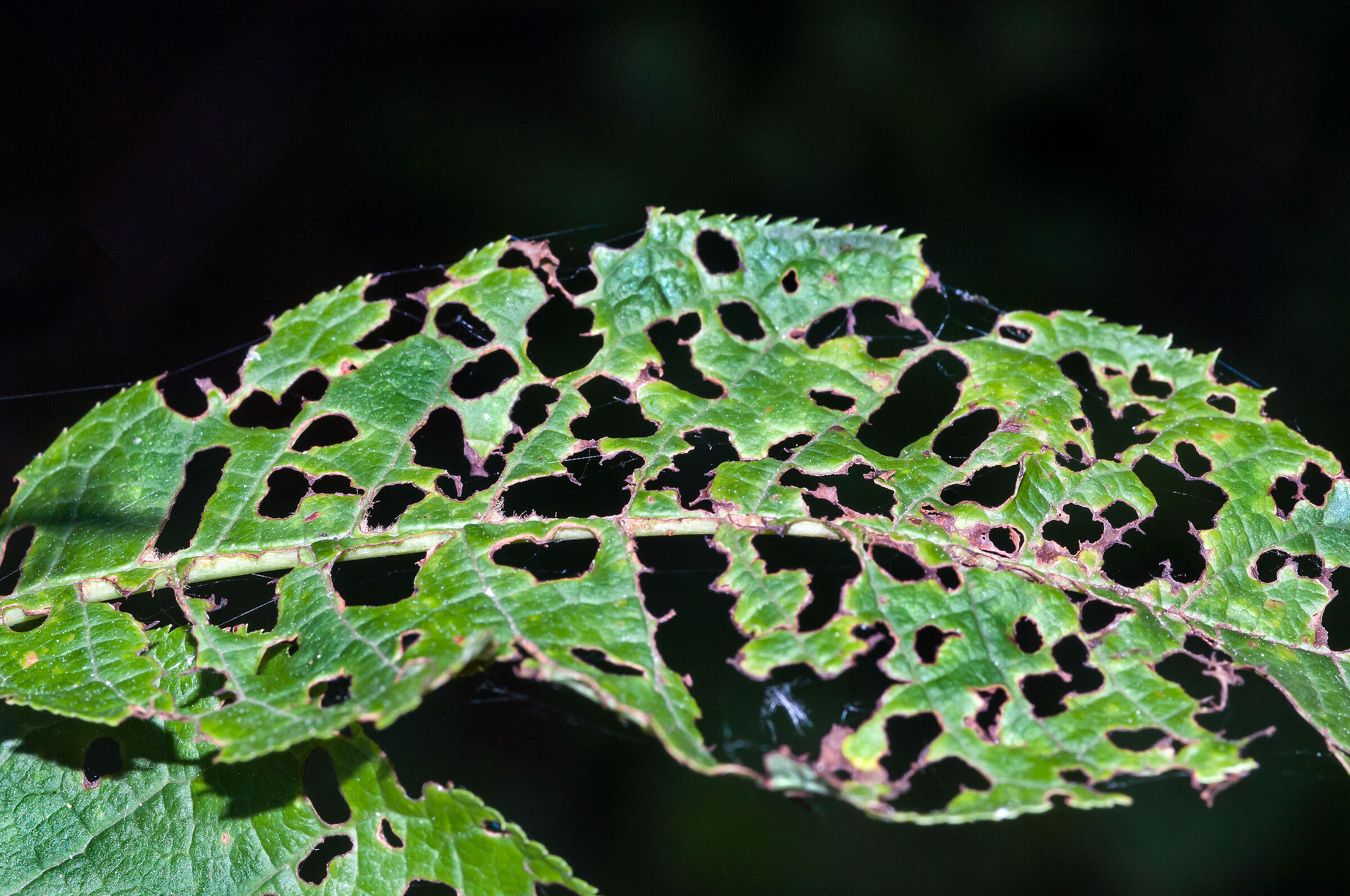 foglia mangiata da bruchi
