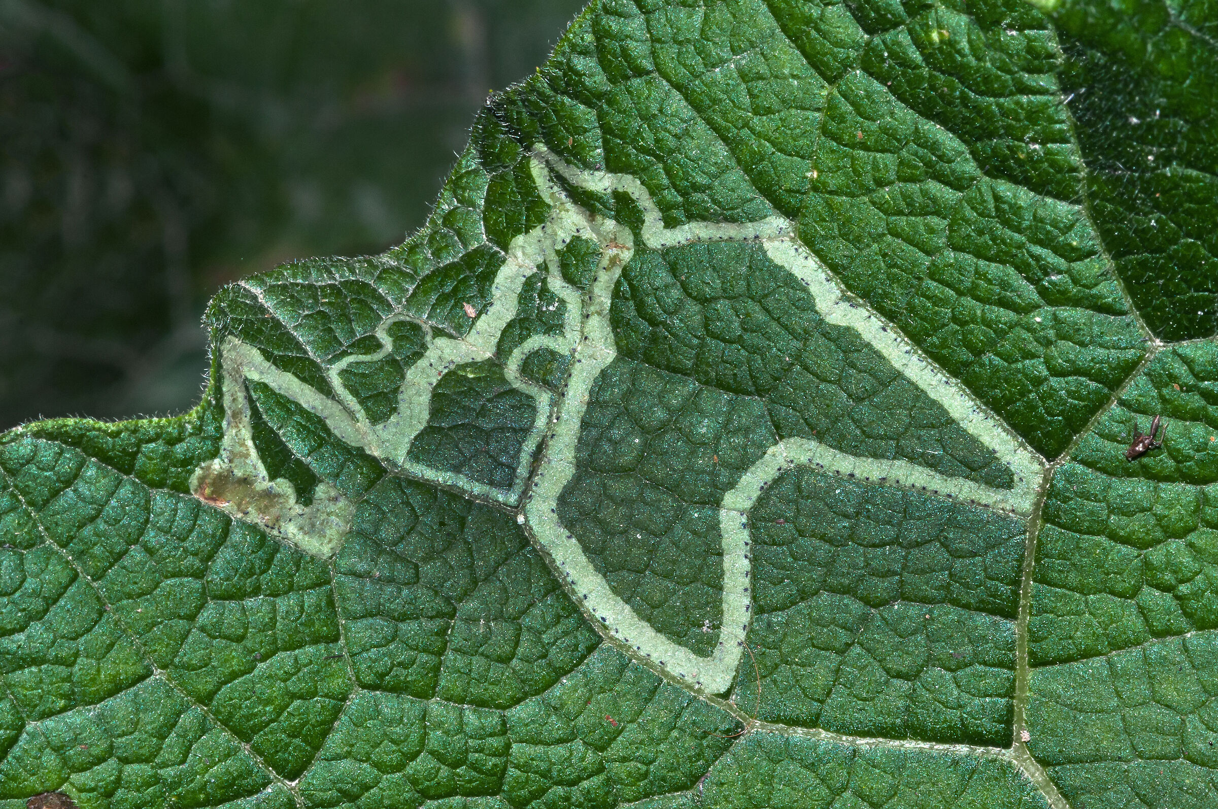 Foglia minata da bruco