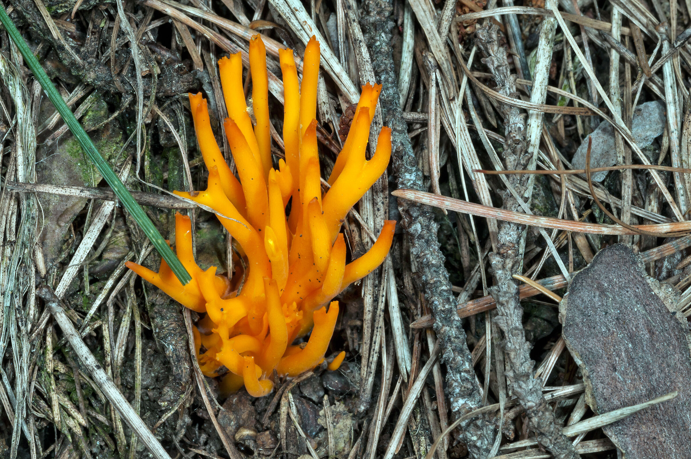 Calocera viscosa