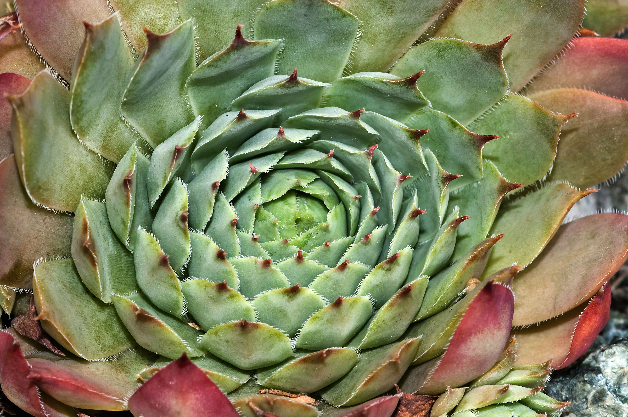 Sempervivum