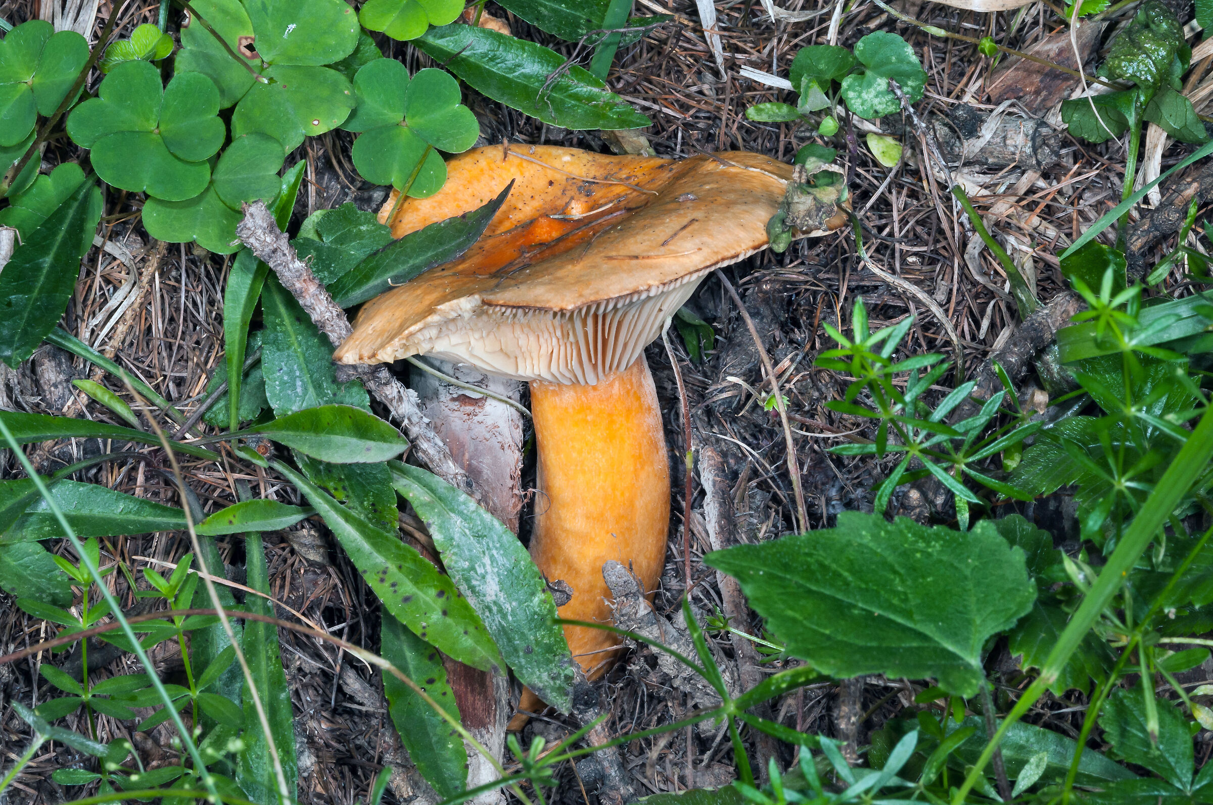Clitocybe sp.