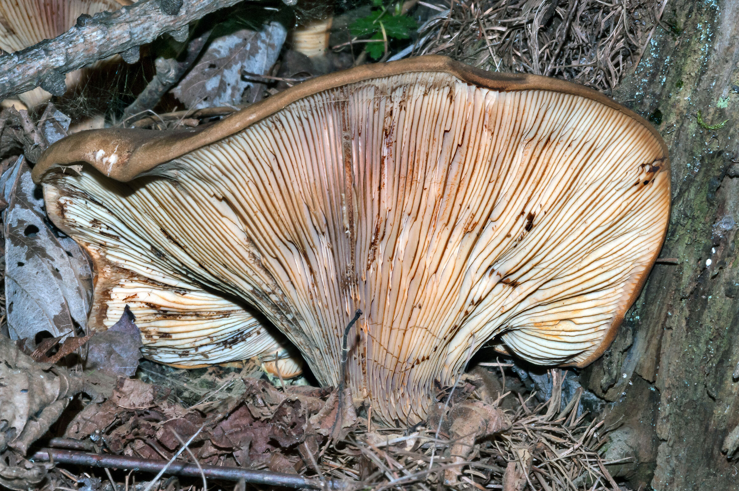 Lactarius sp.
