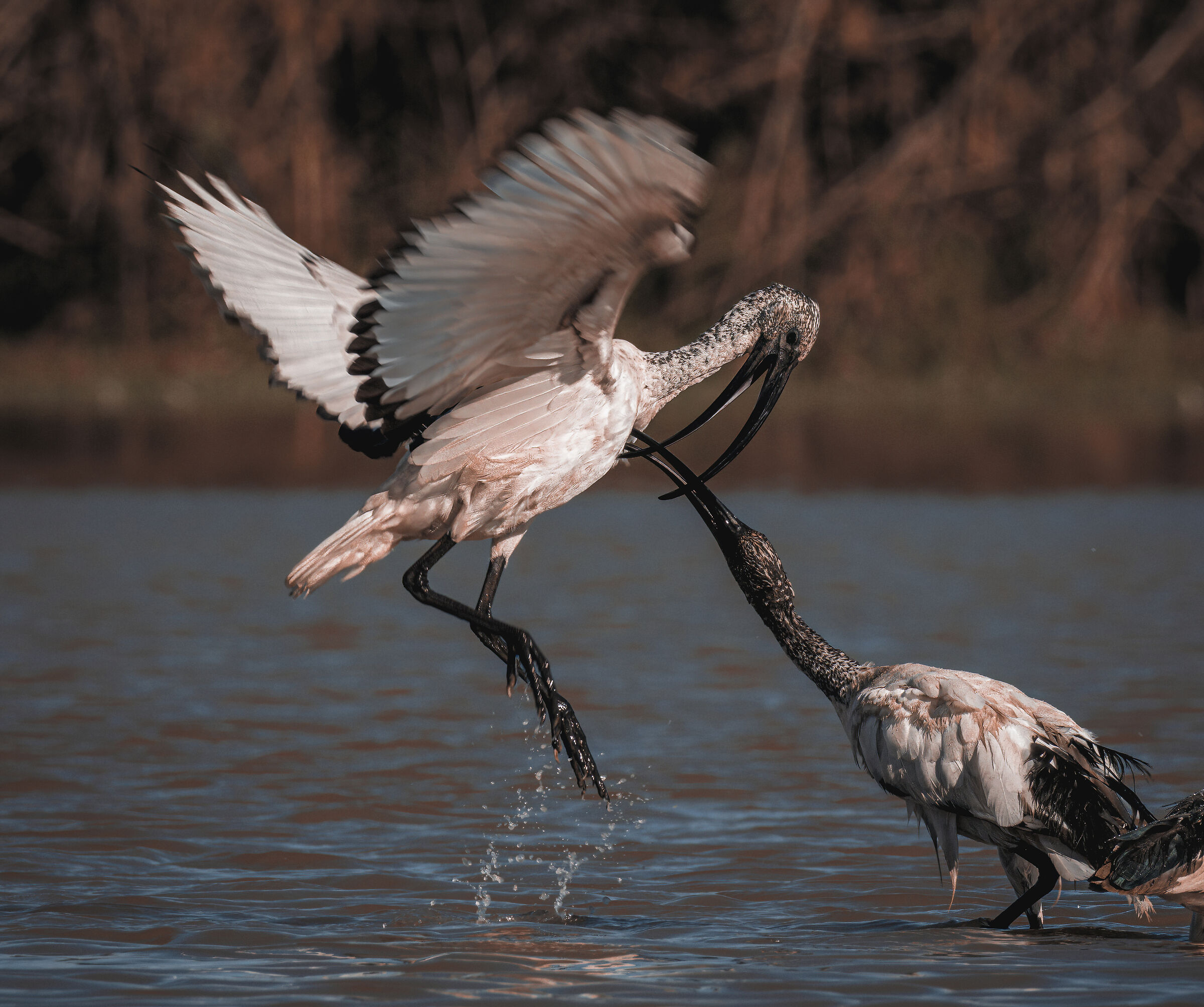 Discussion between Ibis