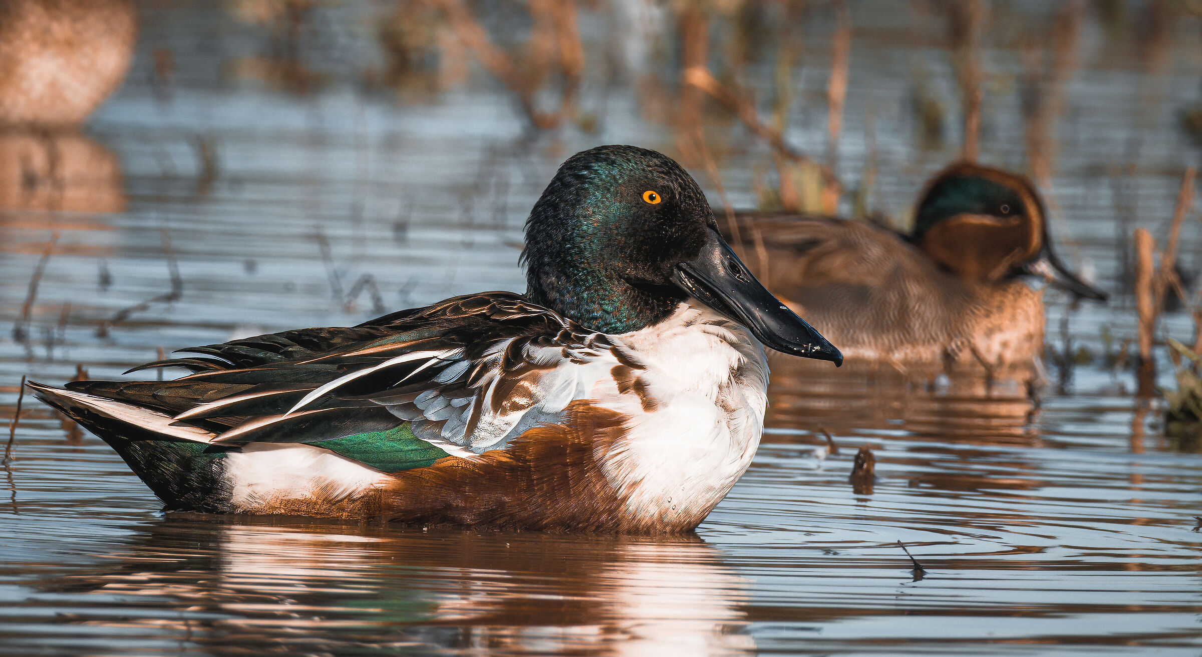 Male shoveler