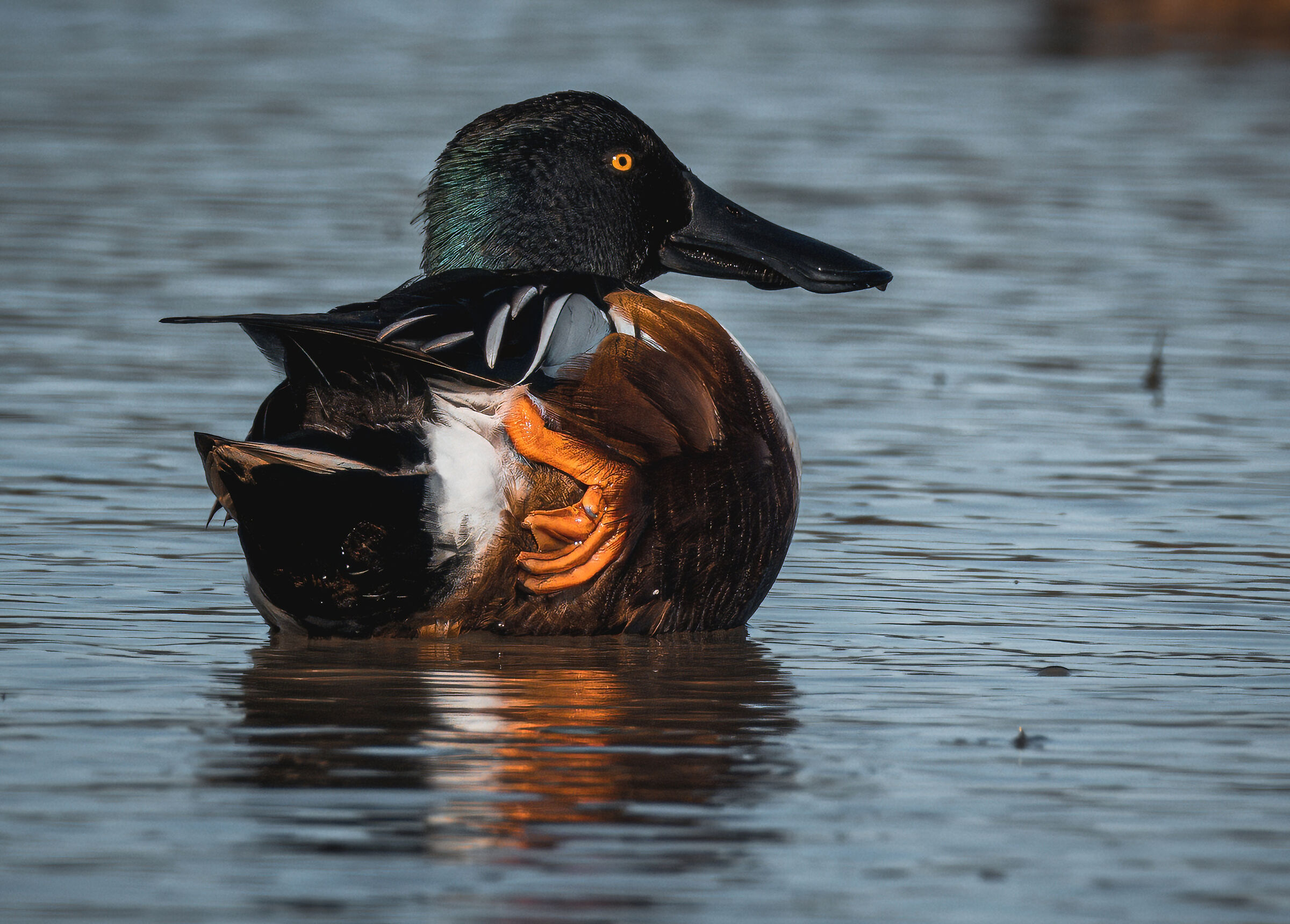 Male shoveler