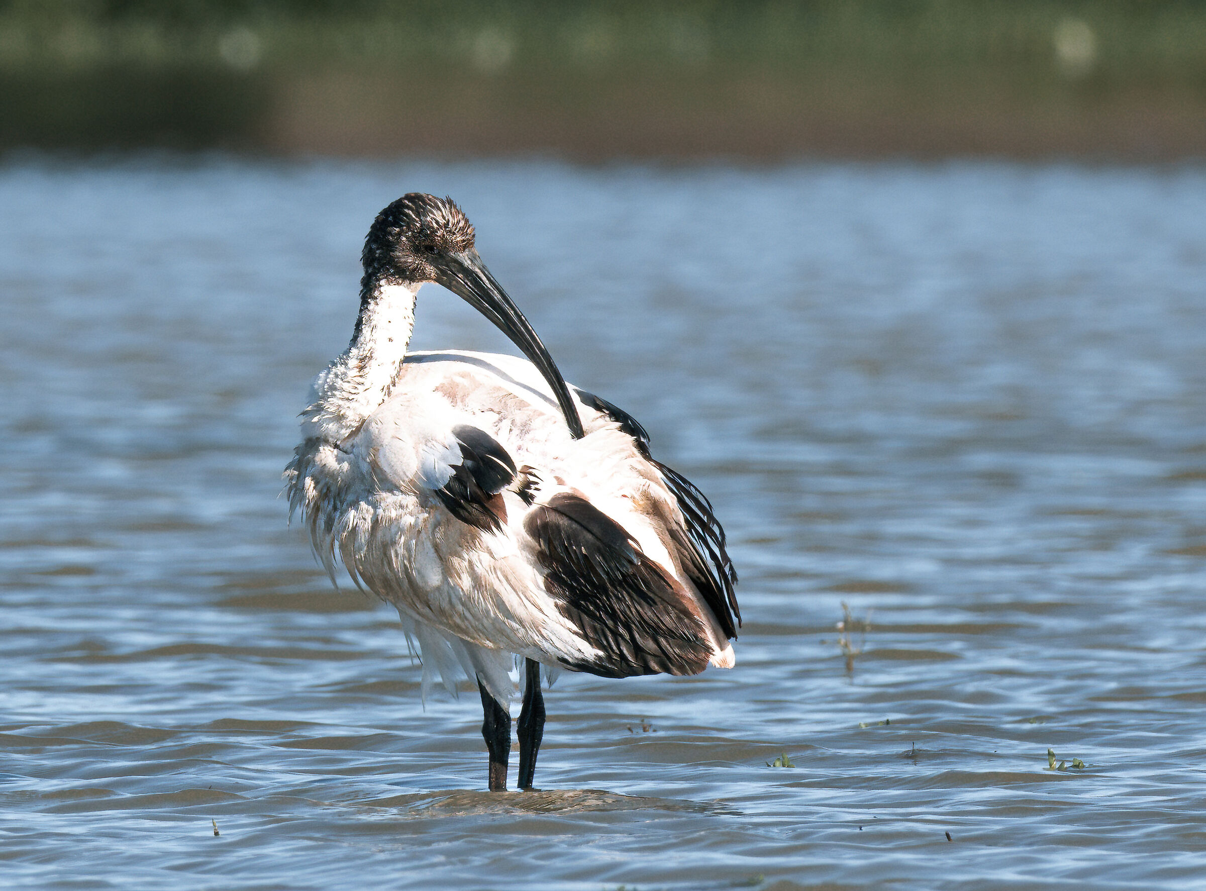 Ibis