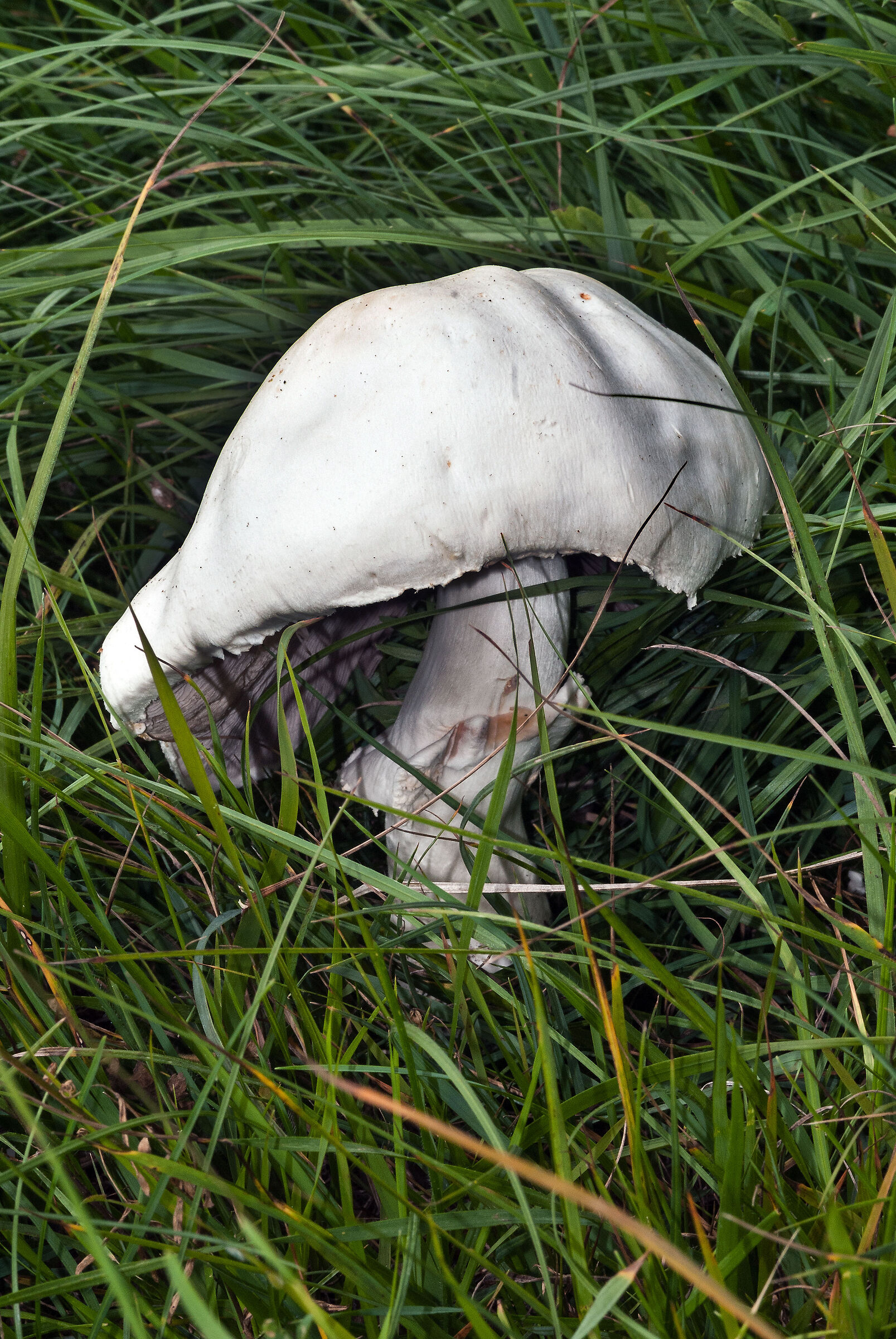 Agaricus sp.