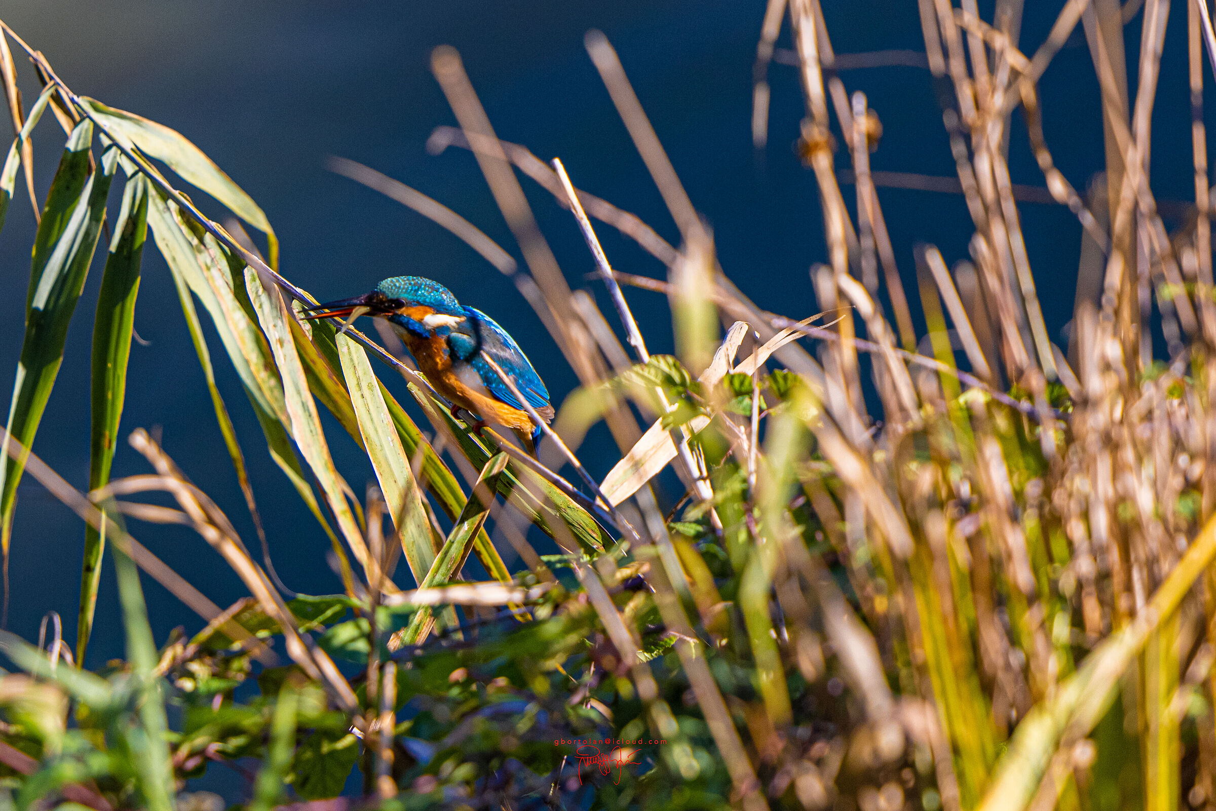 Kingfisher and his lunch